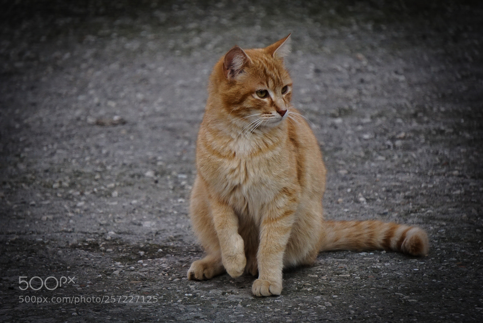 Sony a6000 sample photo. Cat photography