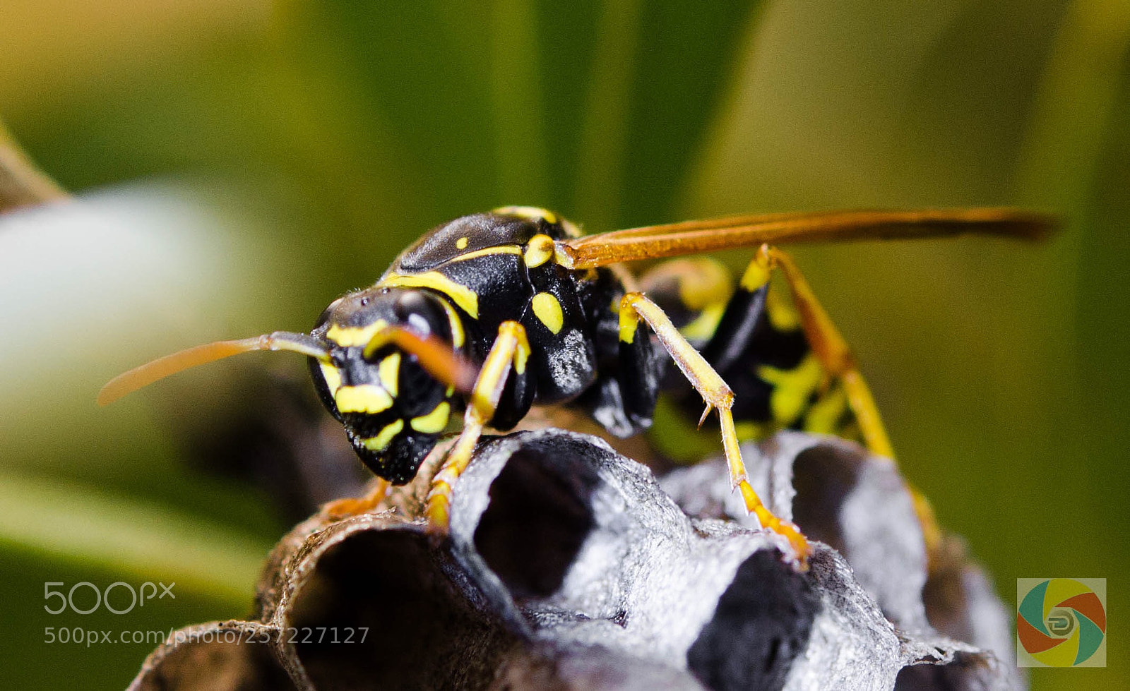 Nikon D5100 sample photo. Marvel  photography