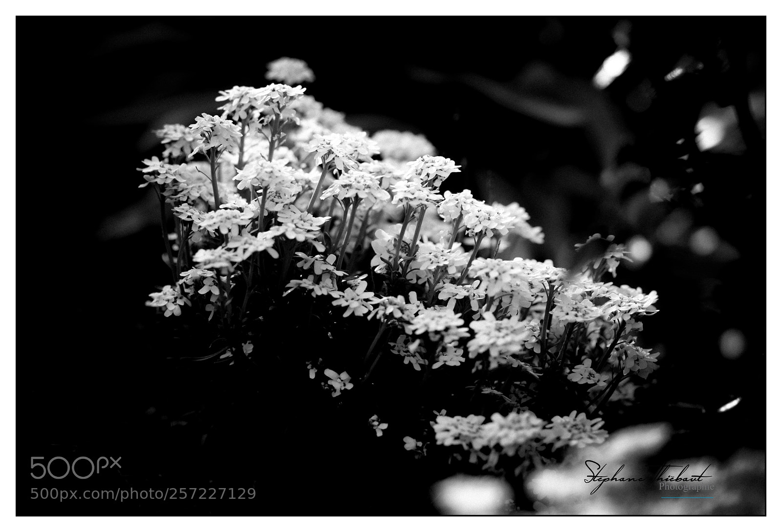 Fujifilm X-T2 sample photo. L'arrivée du printemps photography