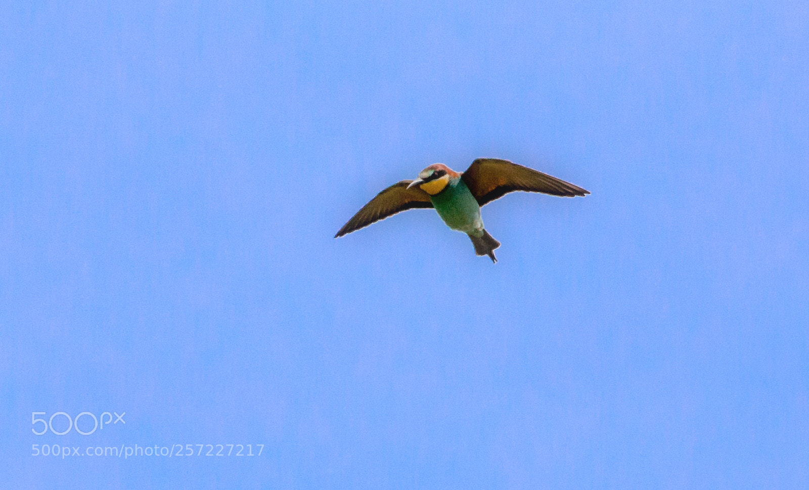Canon EOS 6D sample photo. Bee eater sailing photography