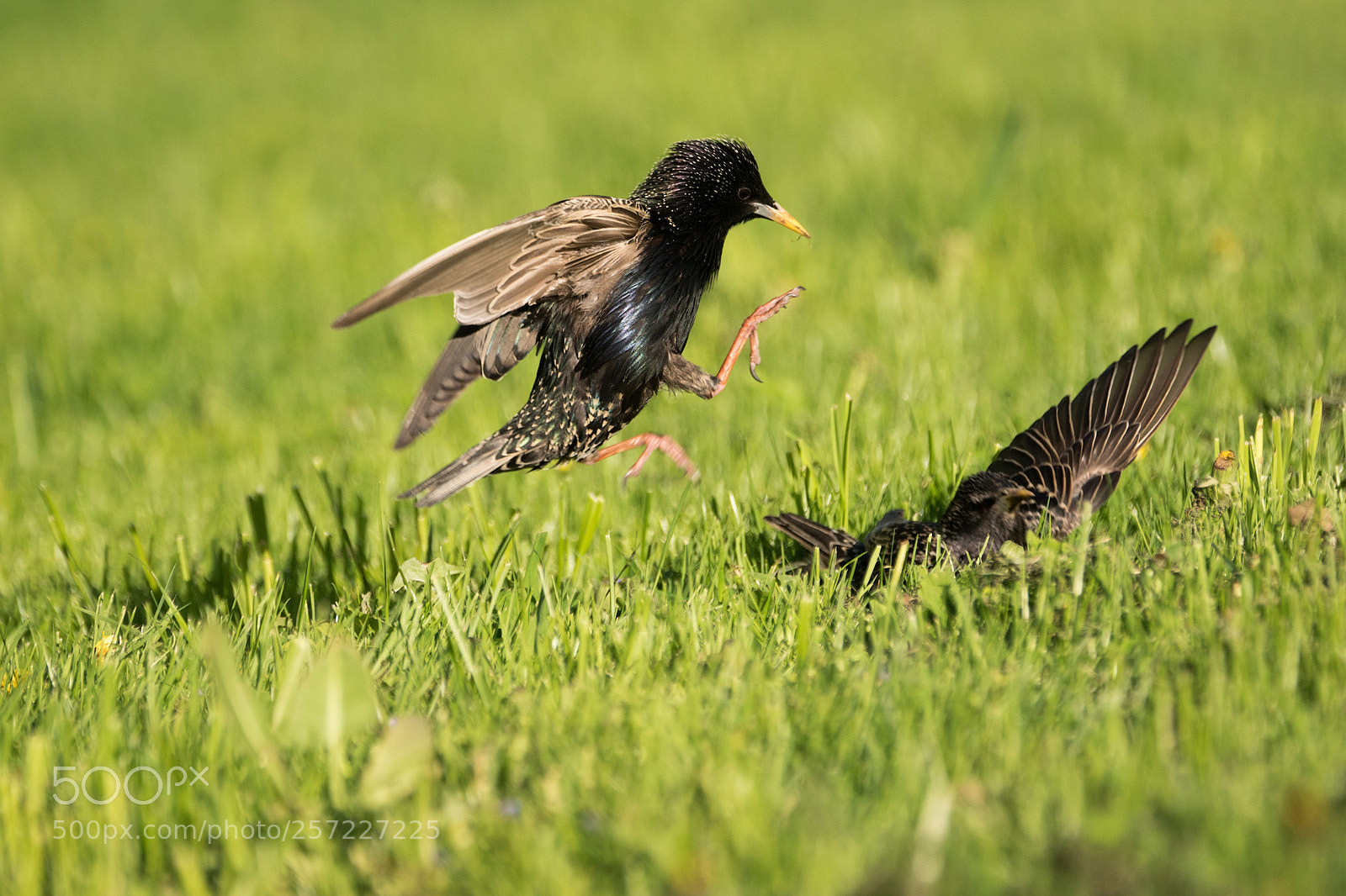 Sony ILCA-77M2 sample photo. Evasion (sturnus vulgaris) photography