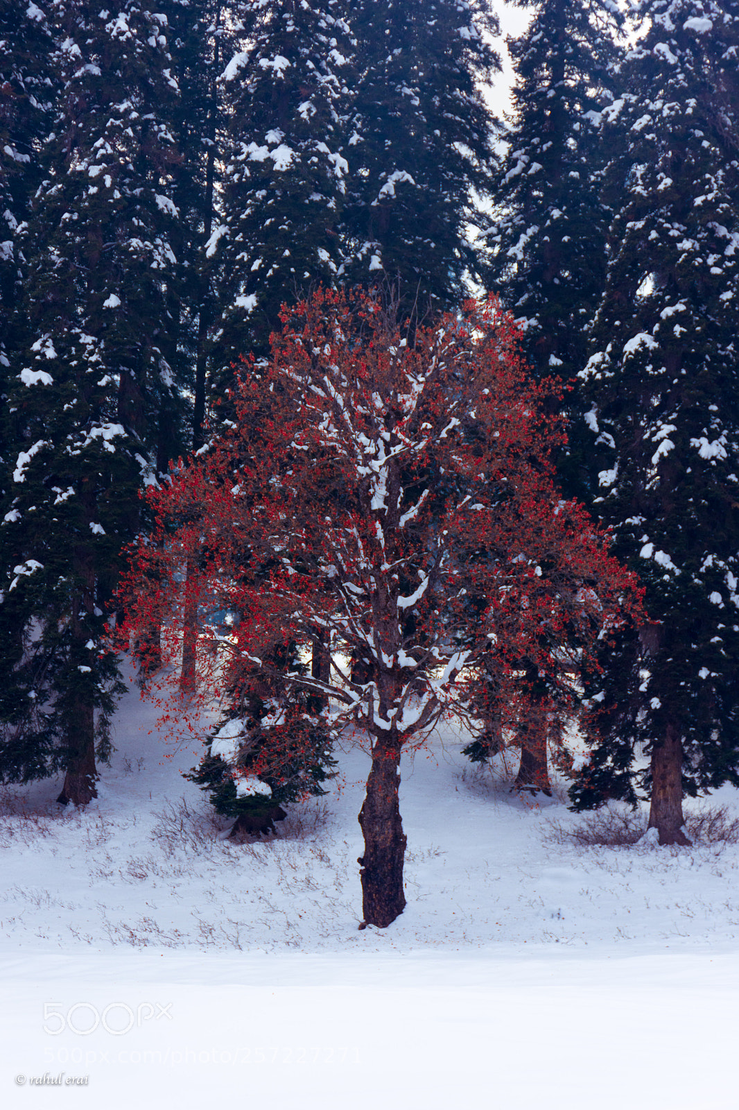 Nikon D7200 sample photo. Weirwood tree photography