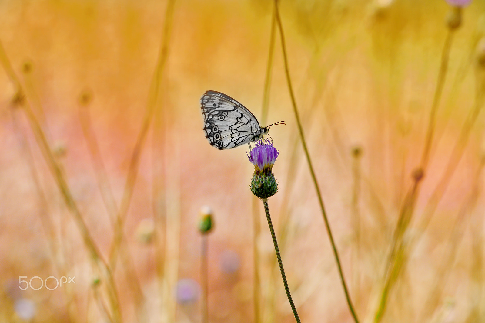 Nikon D810 + Nikon AF-S Micro-Nikkor 105mm F2.8G IF-ED VR sample photo. Butterfly photography