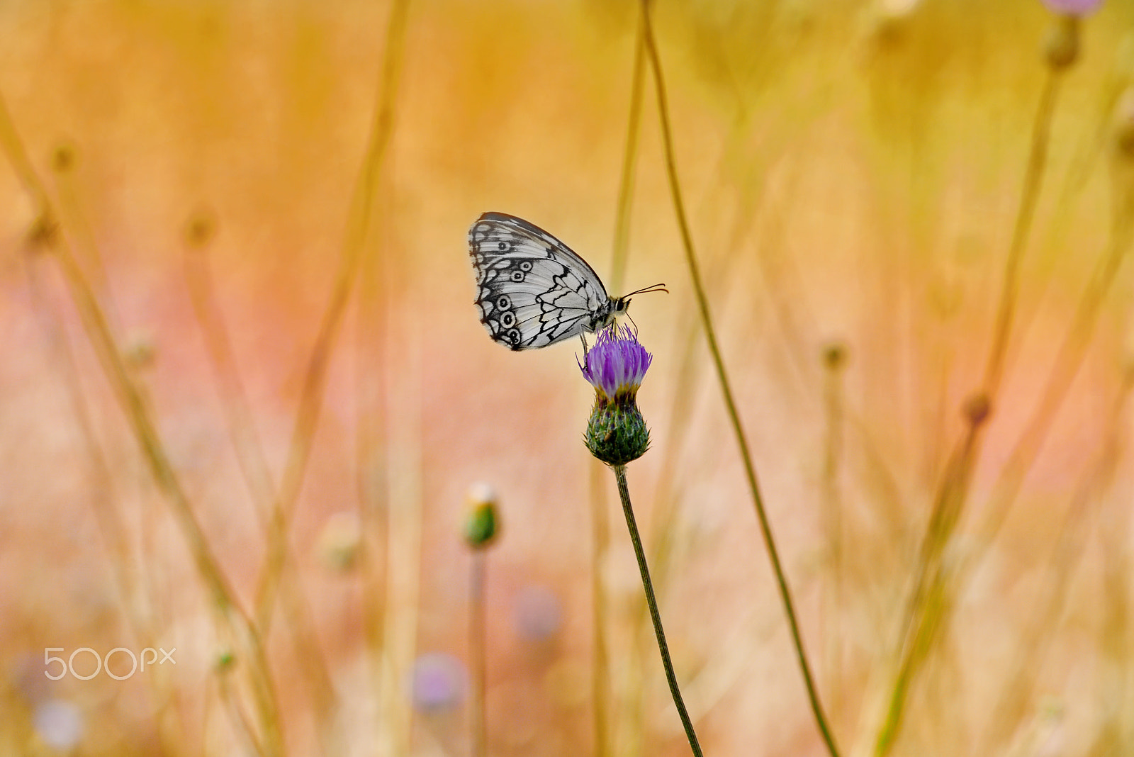 Nikon AF-S Micro-Nikkor 105mm F2.8G IF-ED VR sample photo. Butterfly photography