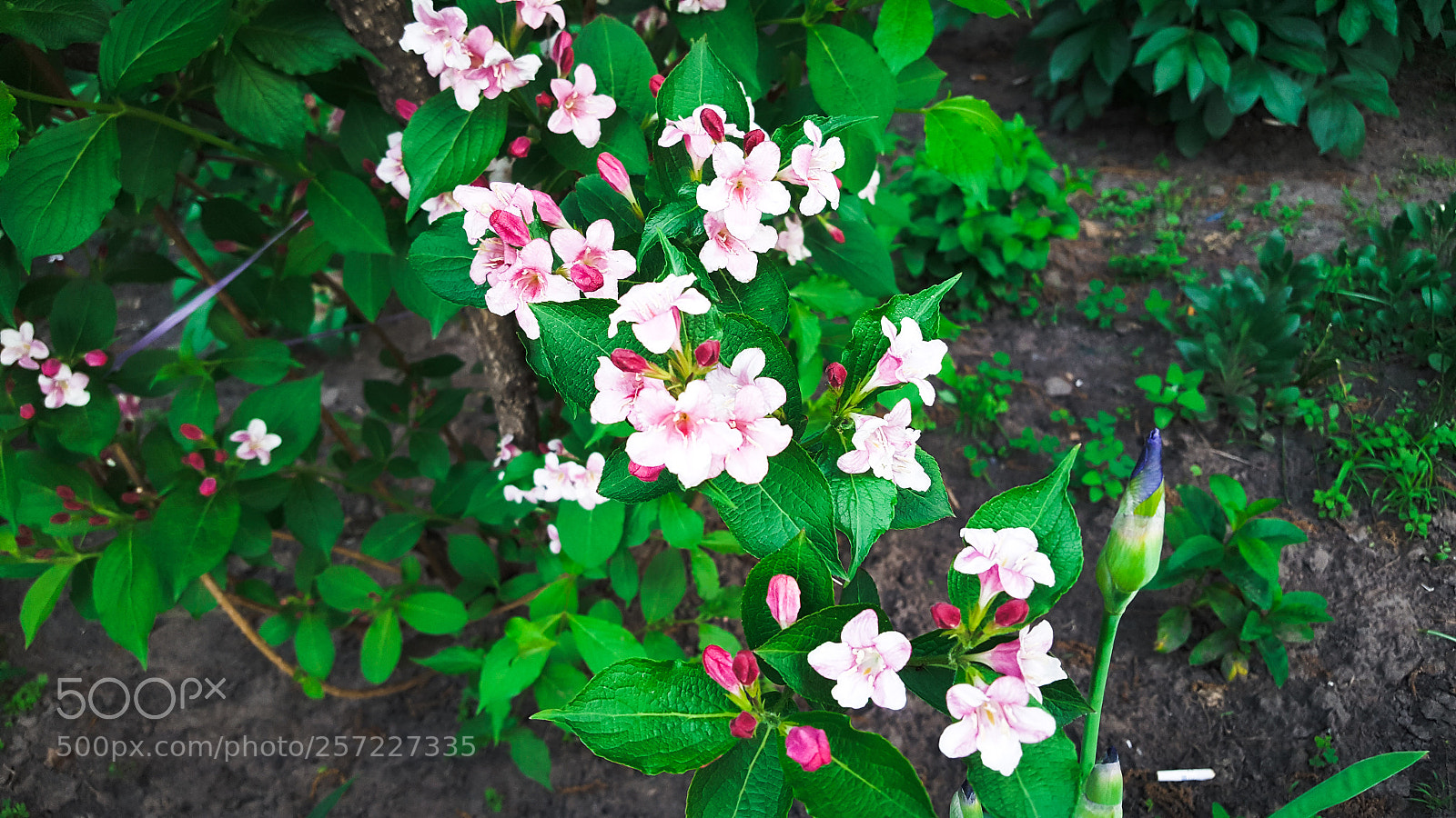 Samsung GALAXY S6 edge sample photo. Pink flowers photography