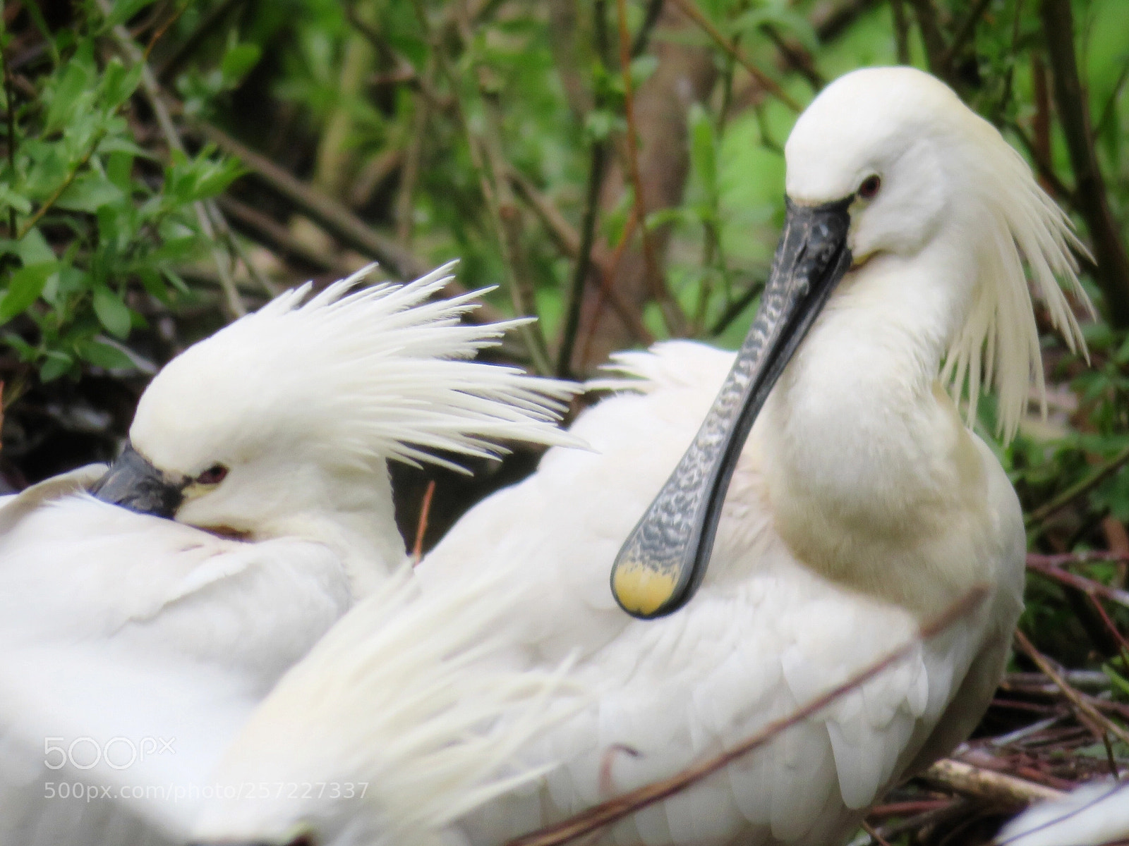 Canon PowerShot SX720 HS sample photo. Nesting eurasian spoonbills photography