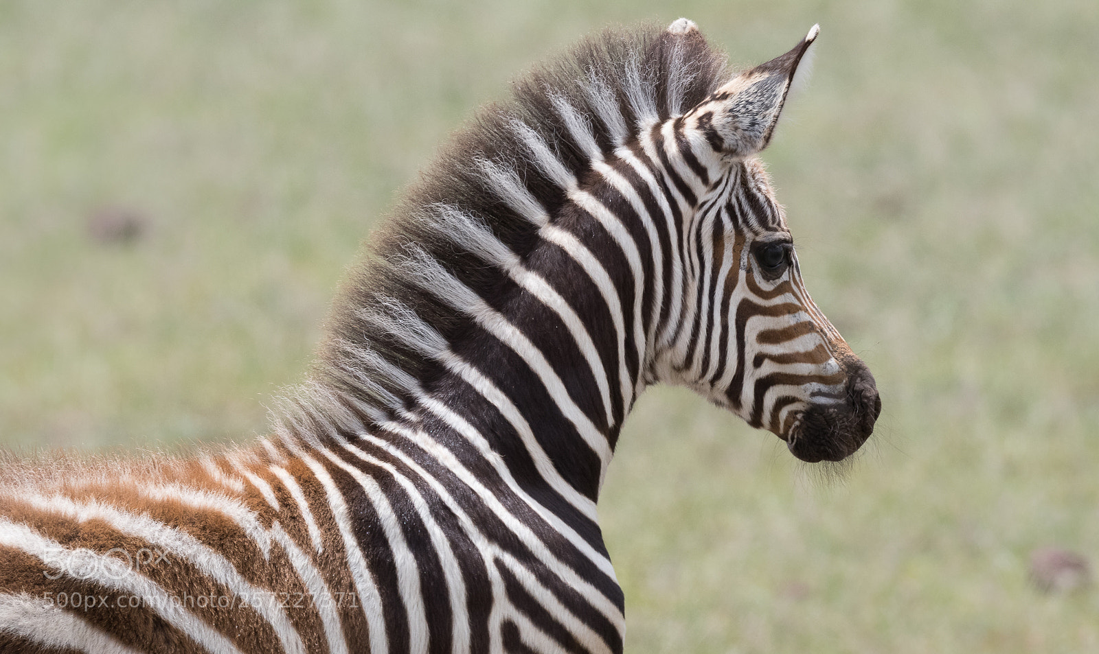 Nikon D850 sample photo. Youngster photography