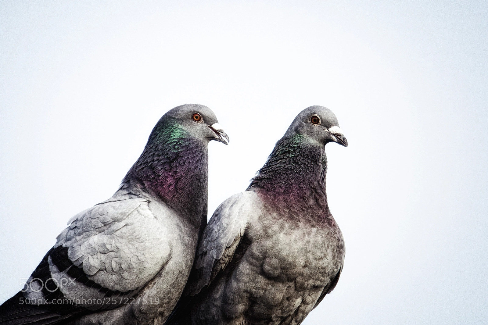Nikon D850 sample photo. Pigeon lovers photography