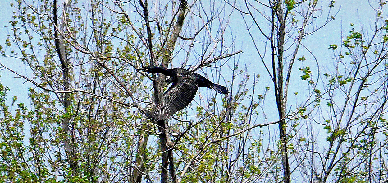 Samsung NX500 sample photo. Double-crested cormorant may 9 photography