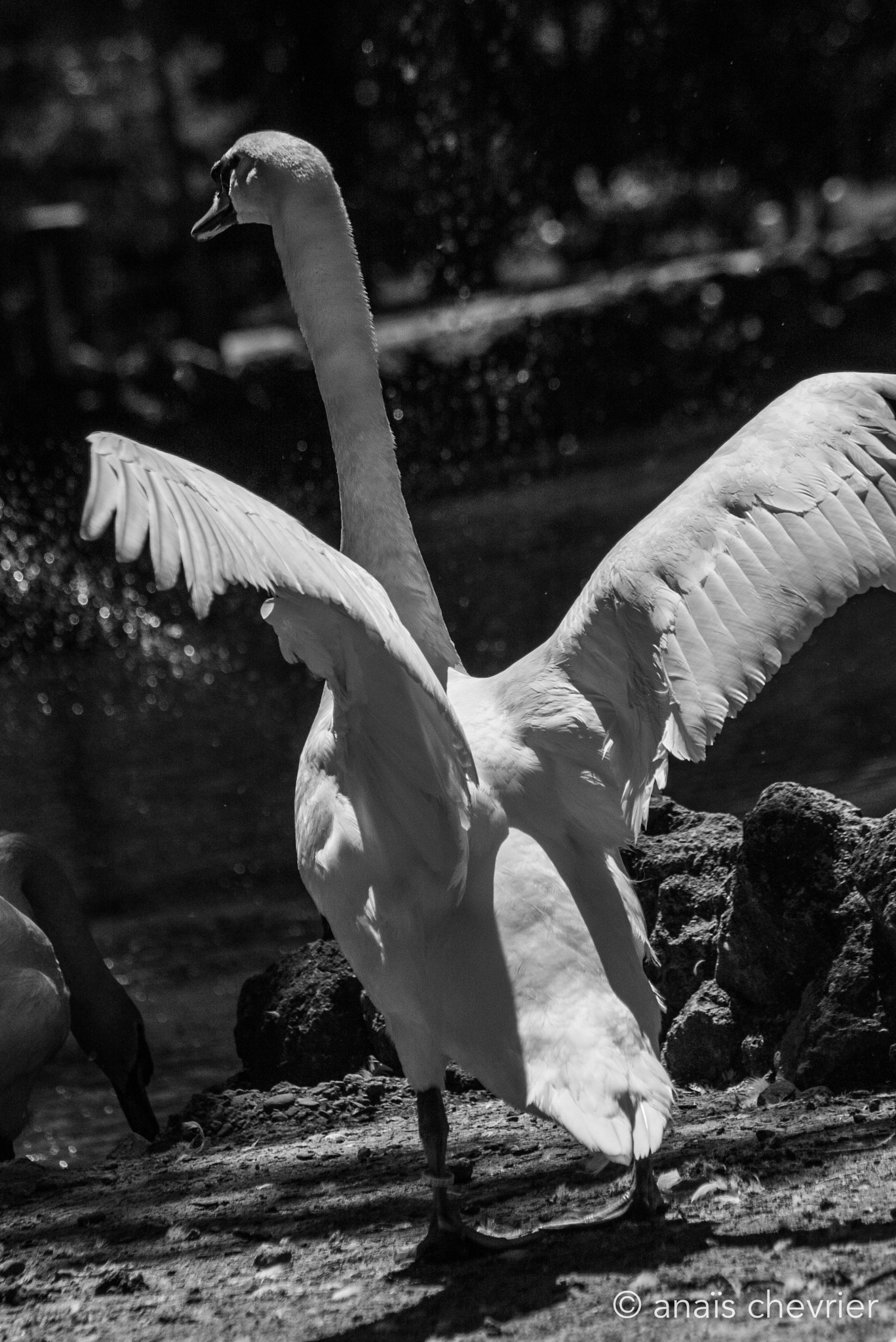 Pentax K100D sample photo. Swan photography