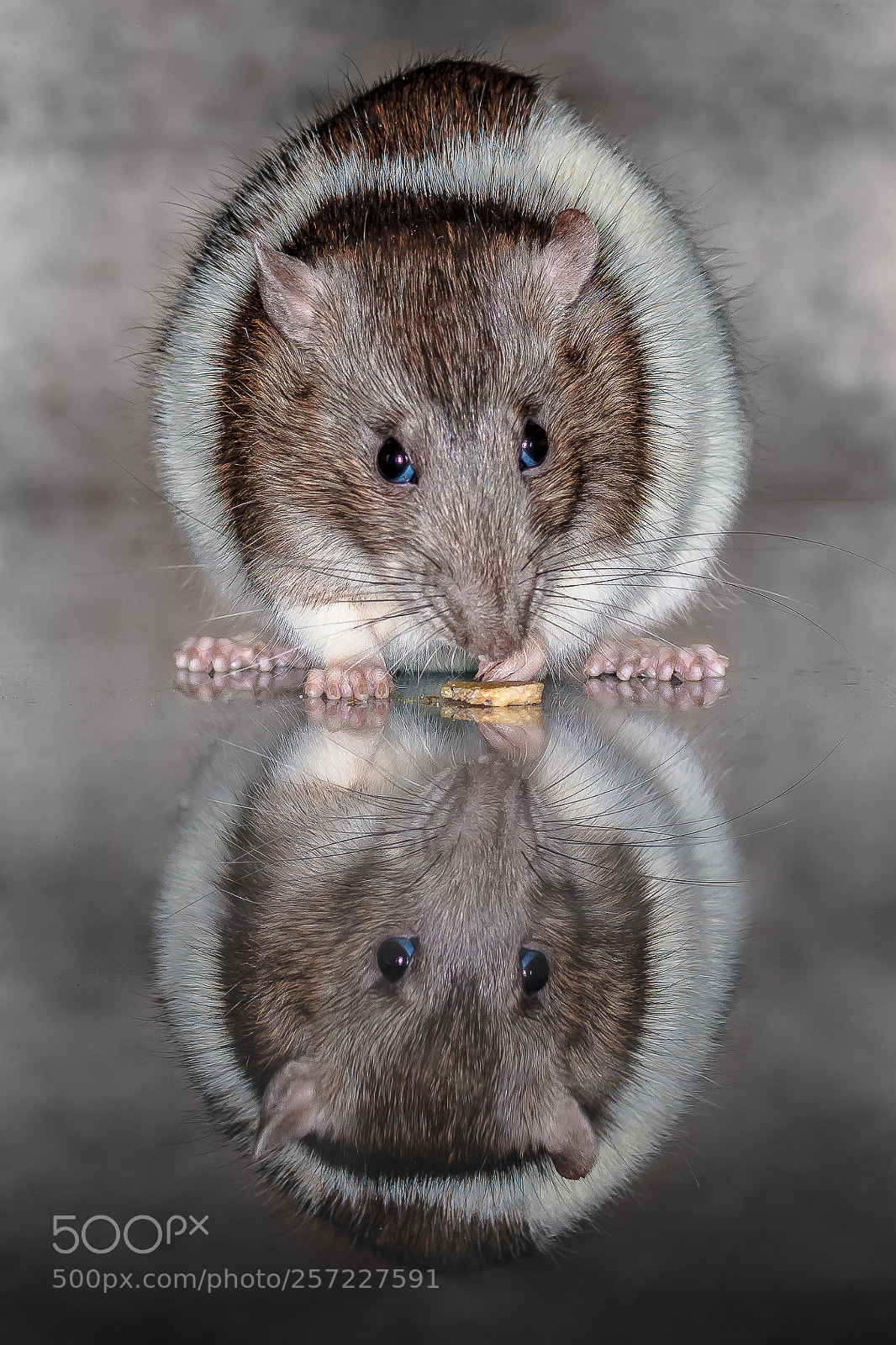 Sony a7R II sample photo. Mirror image of a photography