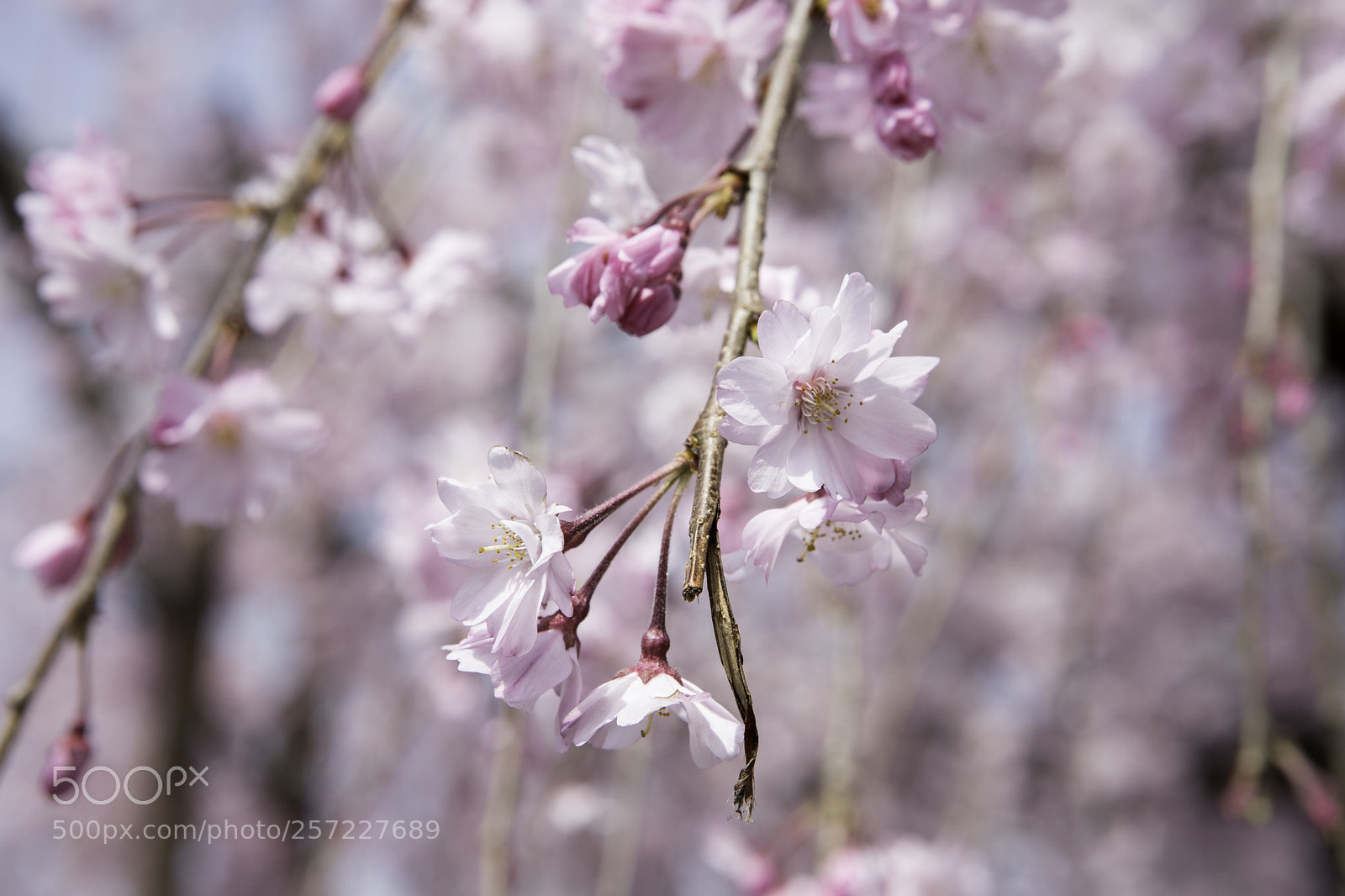 Canon EOS 6D Mark II sample photo. Falling flower photography