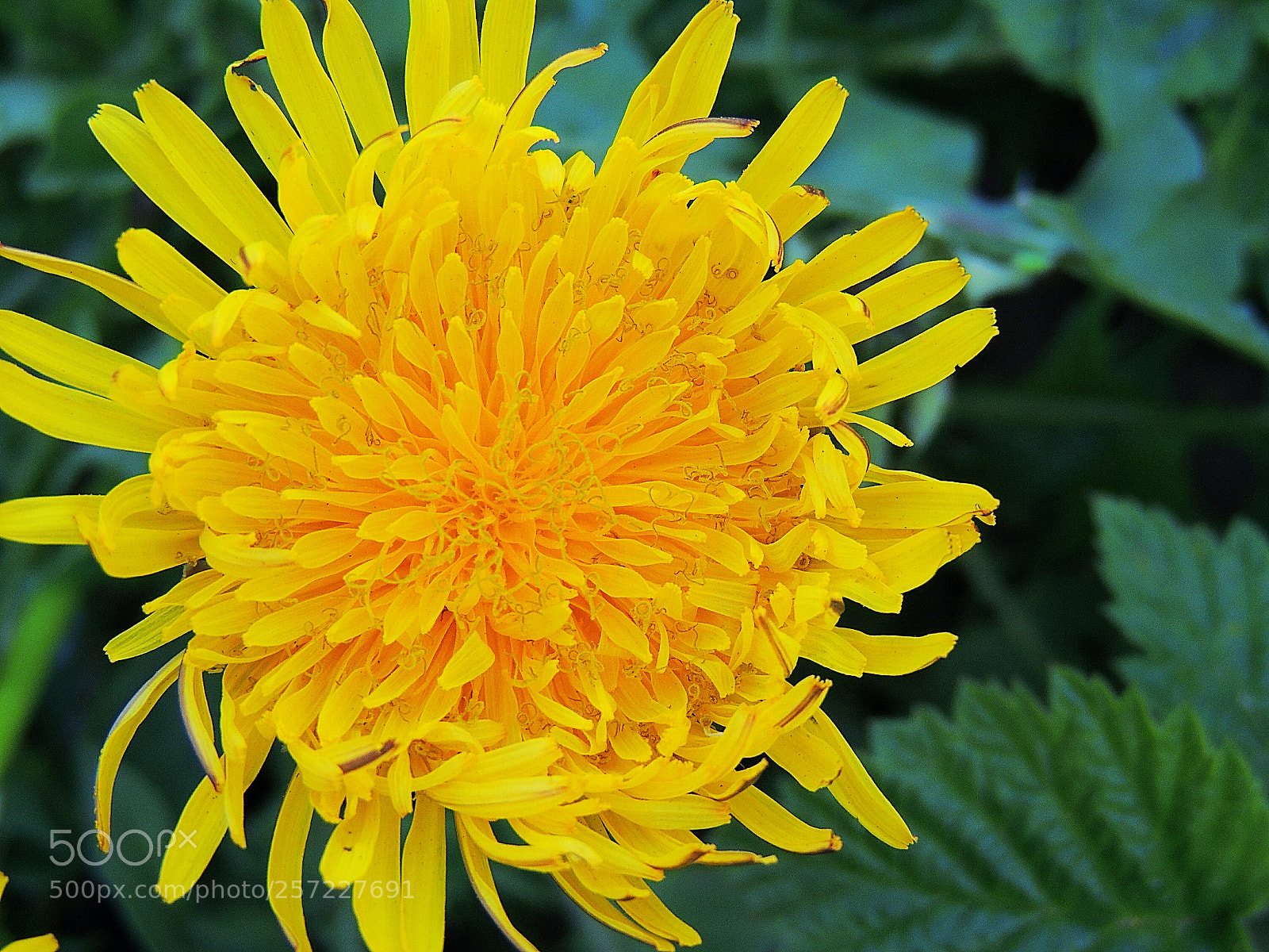 Nikon Coolpix P510 sample photo. Dandelion photography
