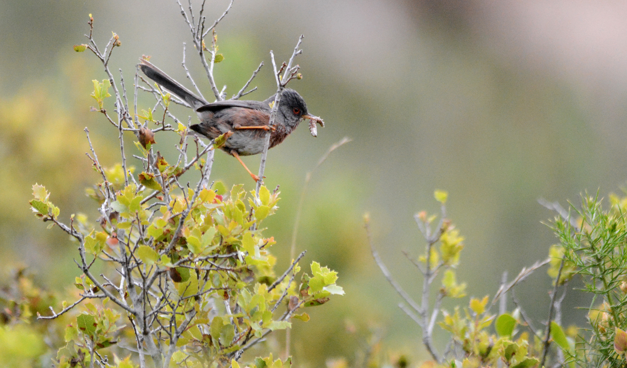 Nikon D7100 + Sigma 150-500mm F5-6.3 DG OS HSM sample photo. Dartford warbler photography