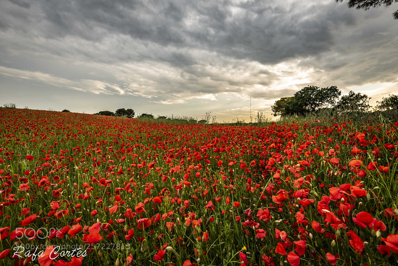 Nikon D750 sample photo. Campo de amapolas en photography