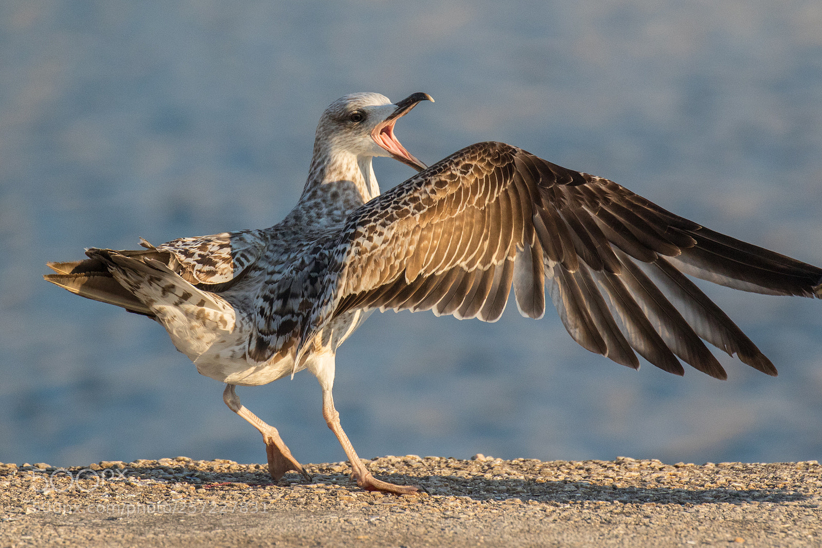 Canon EOS 7D Mark II sample photo. Juvenile gull photography