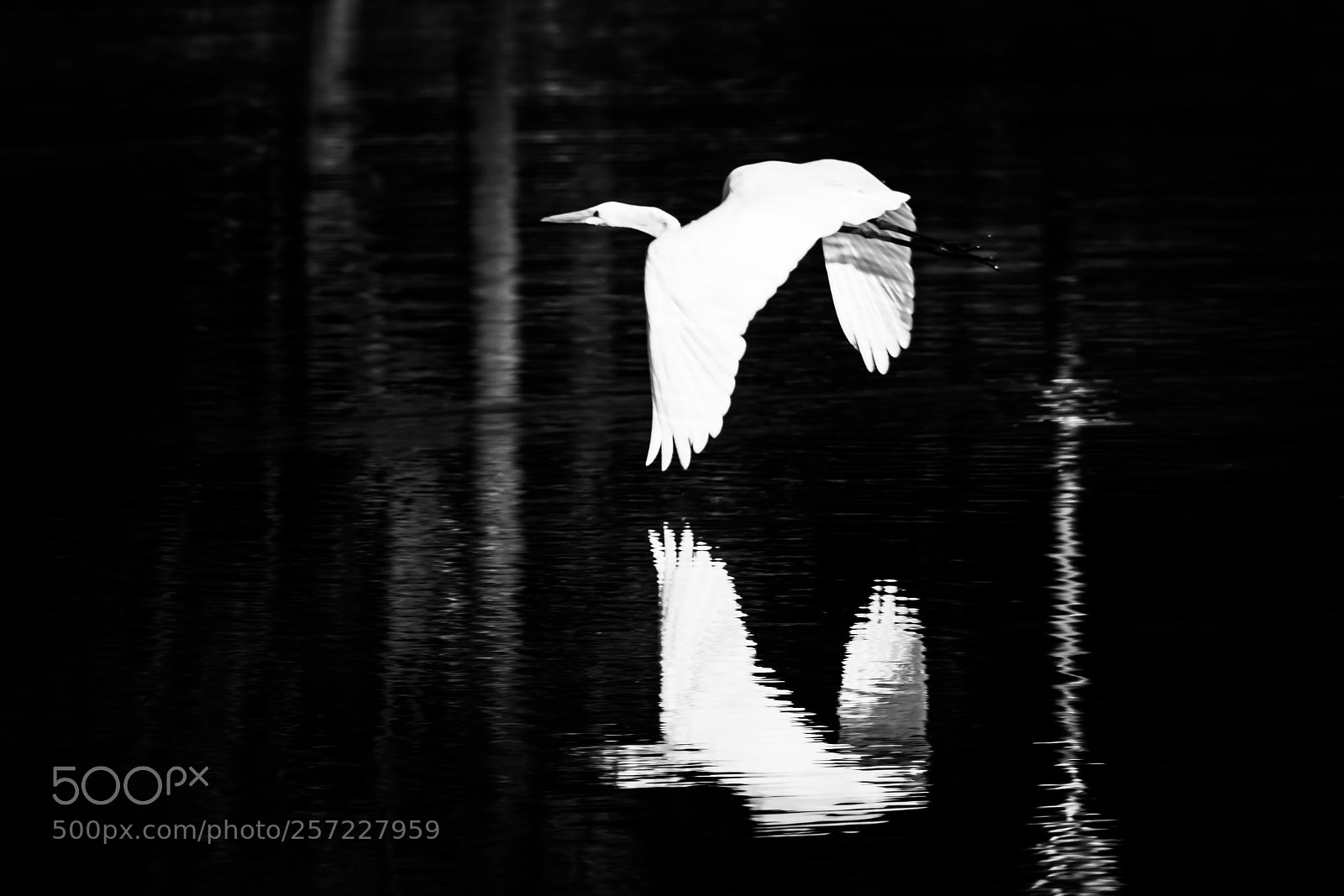 Canon EOS 70D sample photo. The flight of the photography