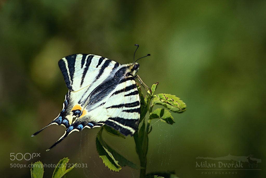 Canon EOS 7D Mark II sample photo. A jewel among butterflies photography