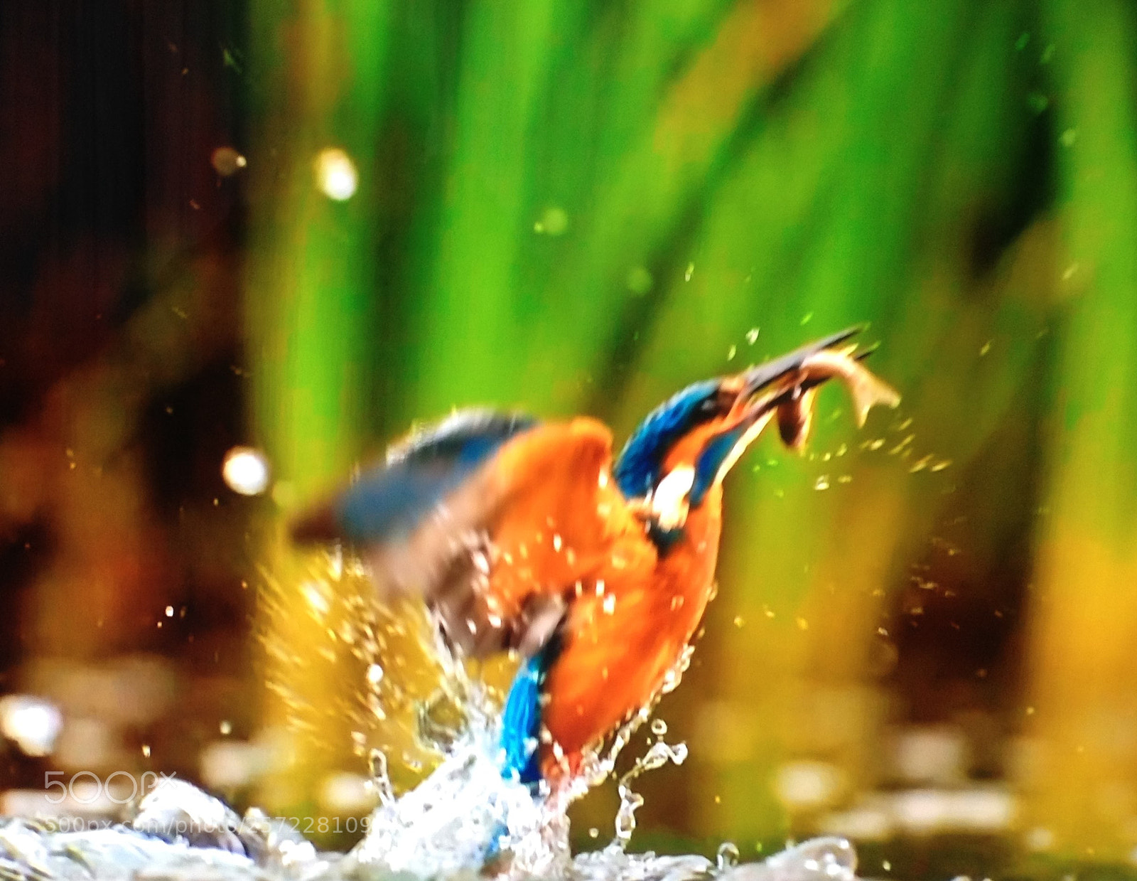 Apple iPhone 4S sample photo. Bird cathing fish photography