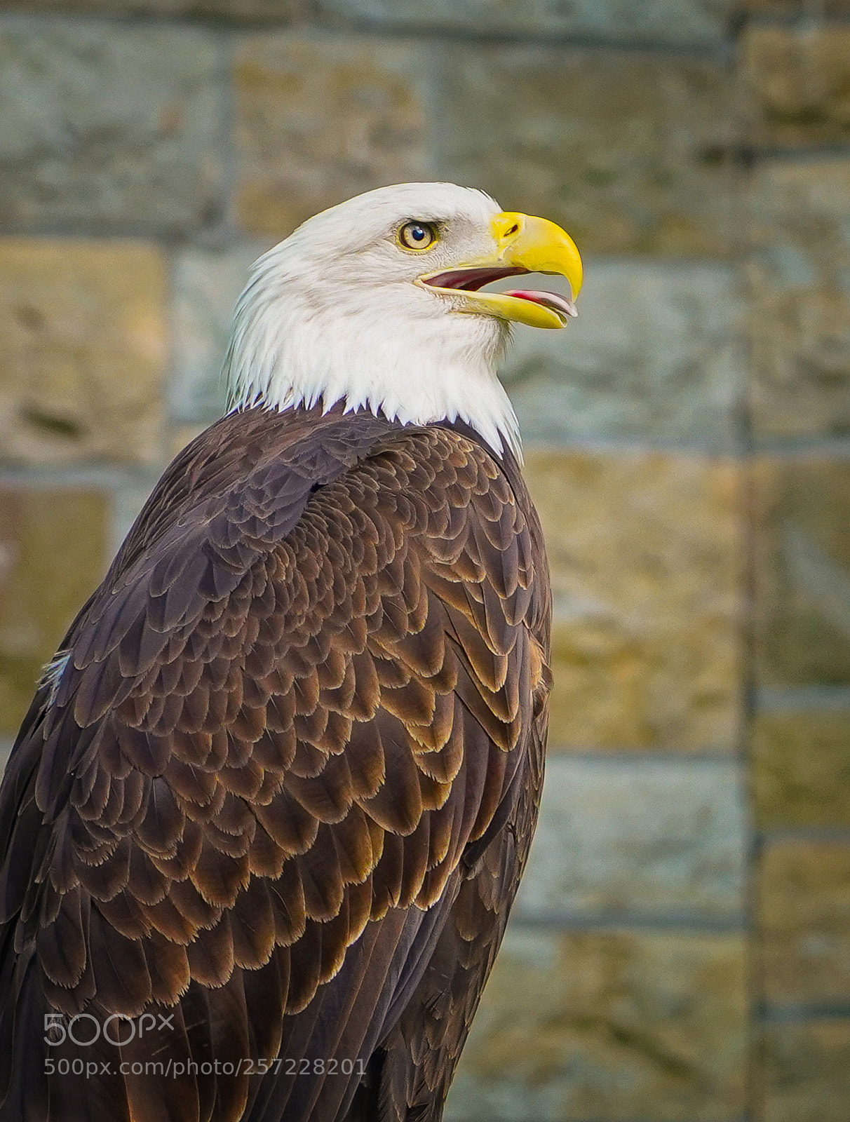Sony a7 III sample photo. Bald eagle photography