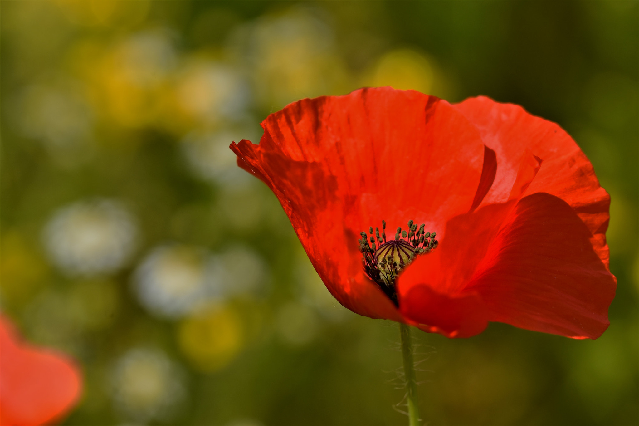 Sigma 105mm F2.8 EX DG OS HSM sample photo. Blowing in the wind photography