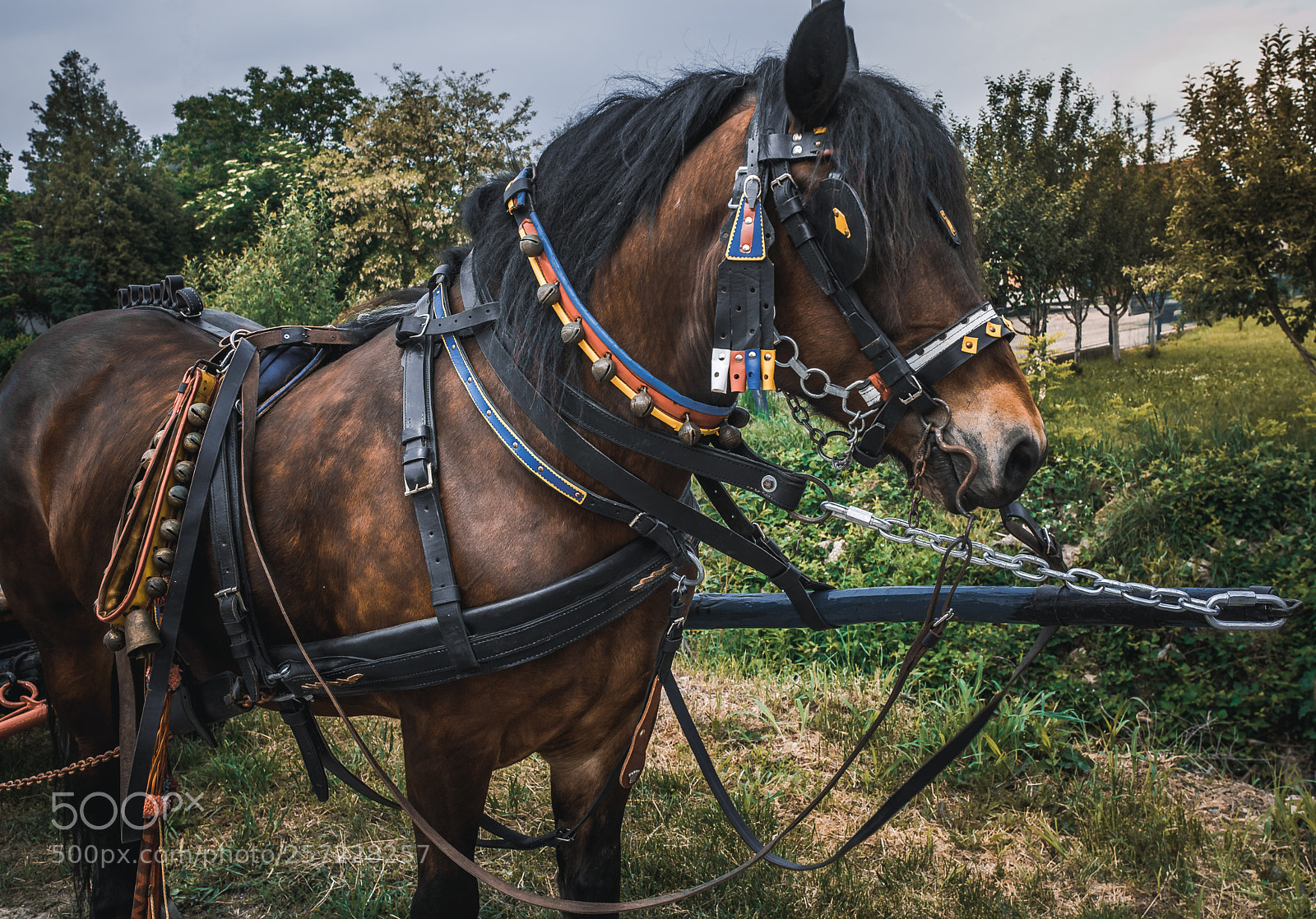 Nikon D750 sample photo. Horse photography