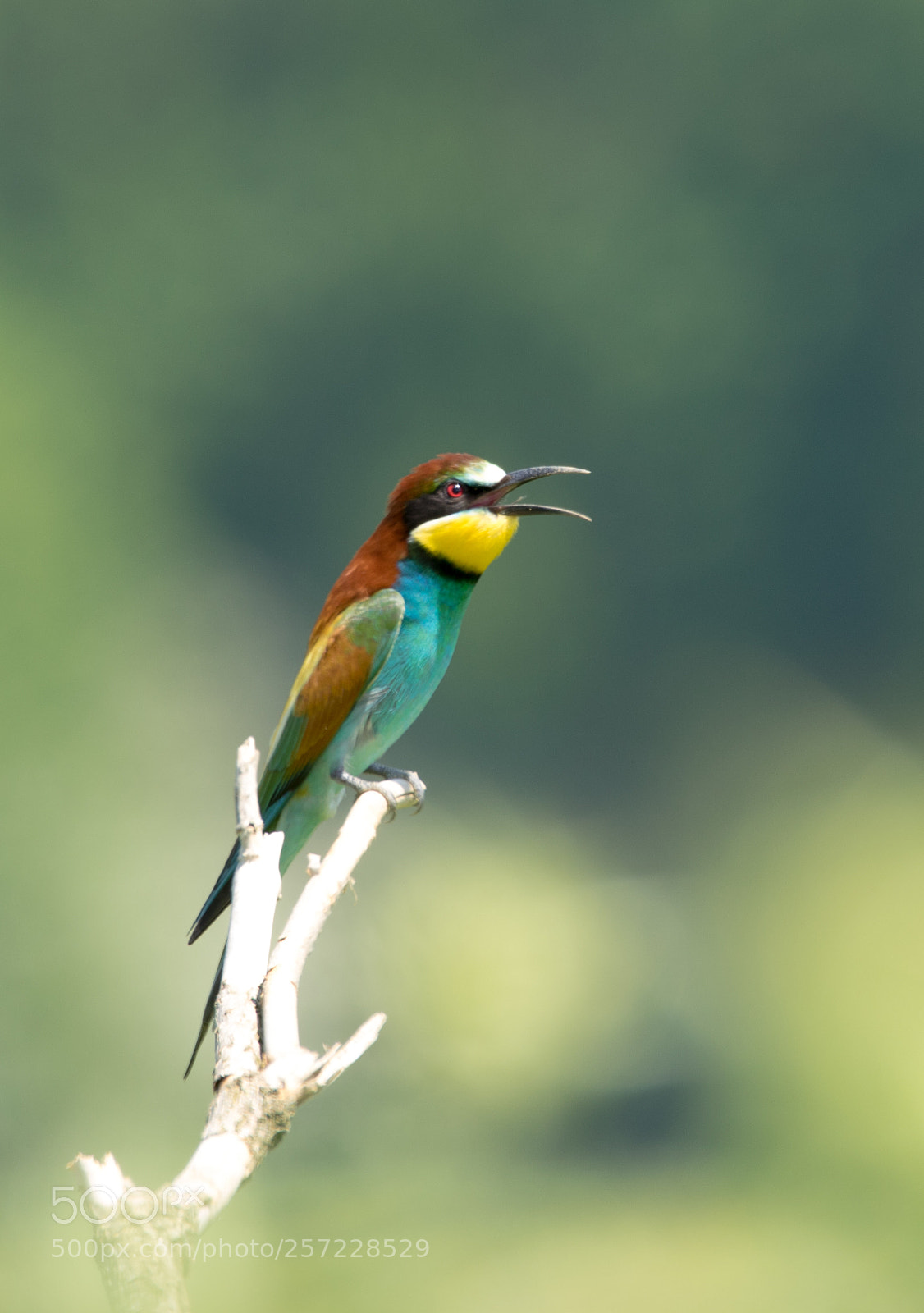 Canon EOS 7D Mark II sample photo. European bee-eater photography