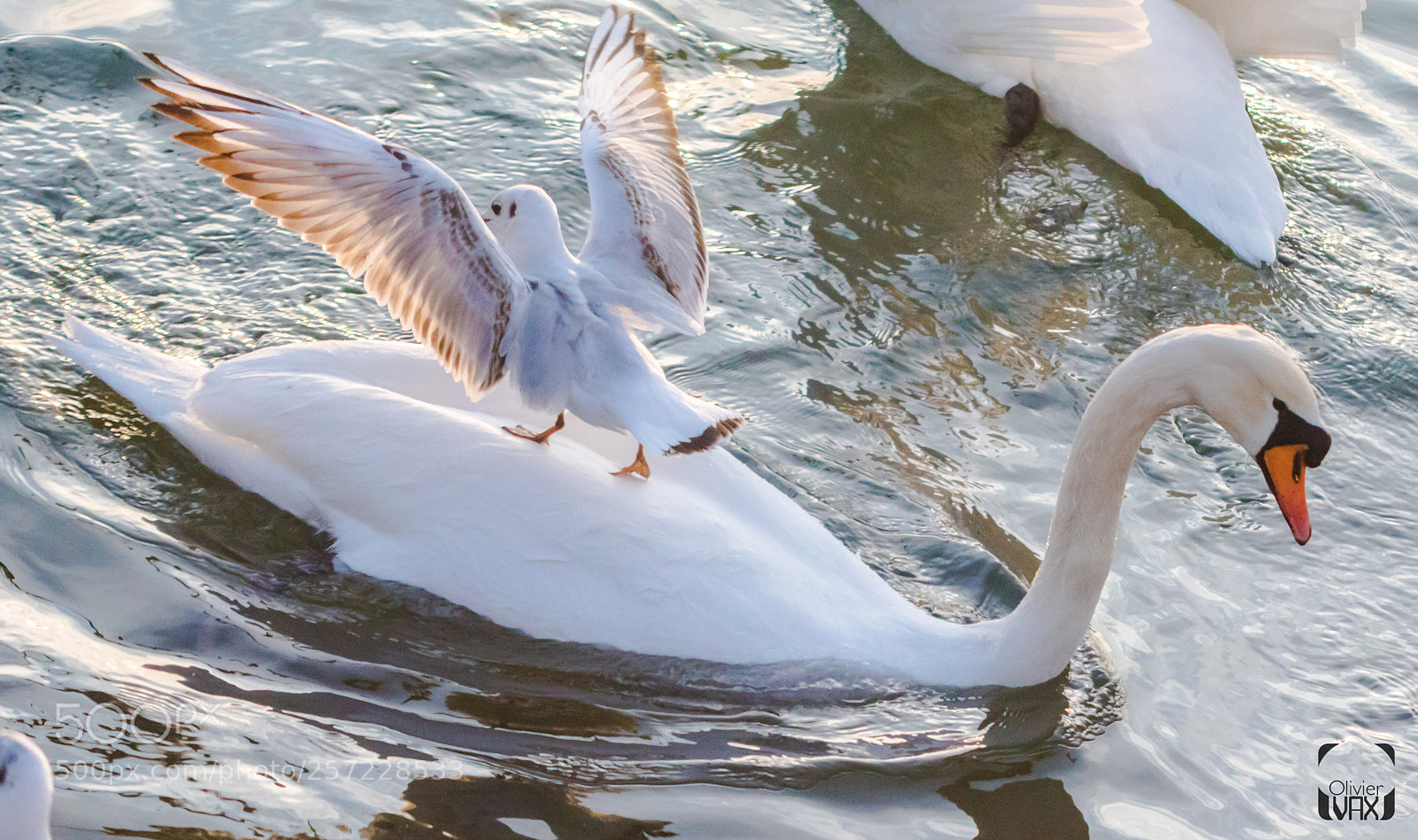 Canon EOS 7D Mark II sample photo. Animaux by olivier vax photography
