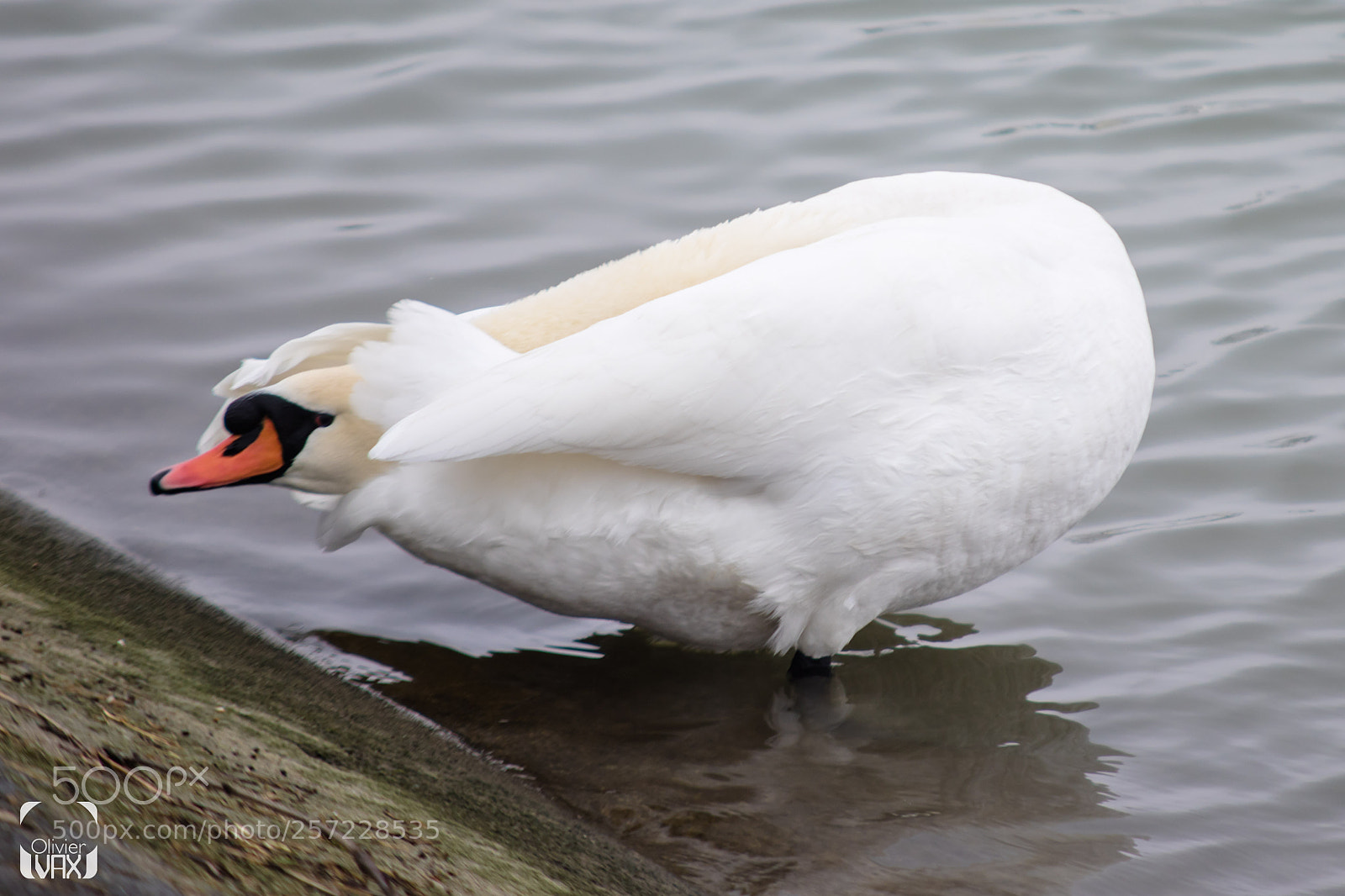 Canon EOS 7D Mark II sample photo. Animaux by olivier vax photography