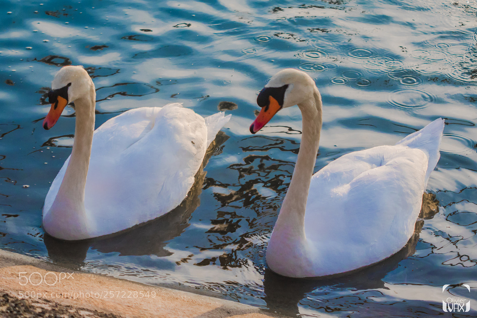 Canon EOS 7D Mark II sample photo. Animaux by olivier vax photography
