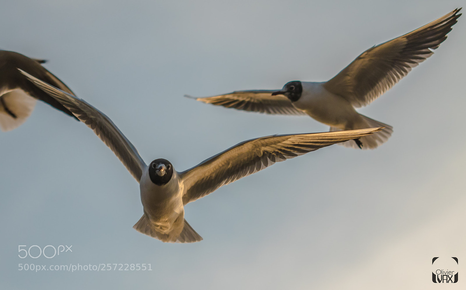 Canon EOS 7D Mark II sample photo. Animaux by olivier vax photography