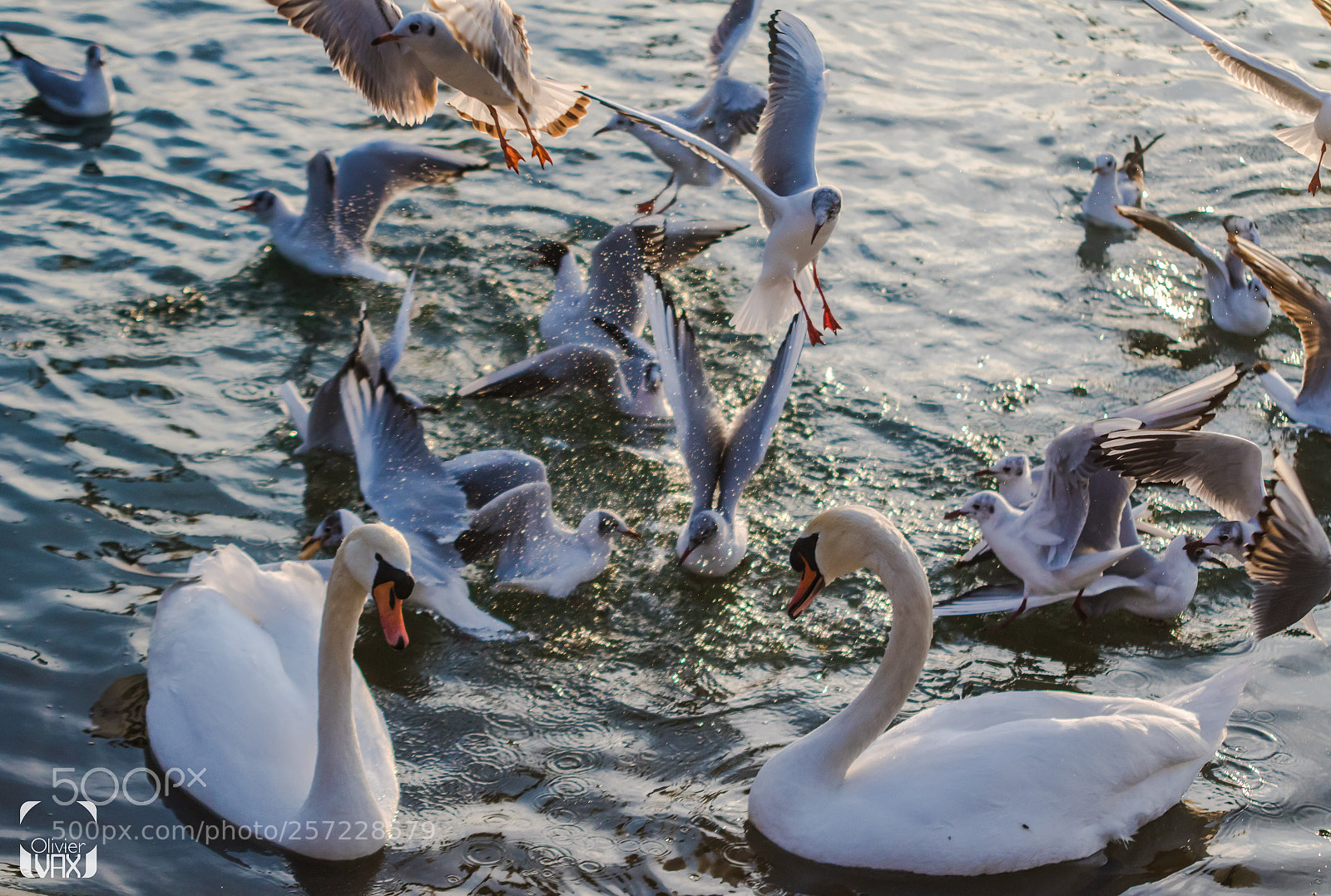 Canon EOS 7D Mark II sample photo. Animaux by olivier vax photography