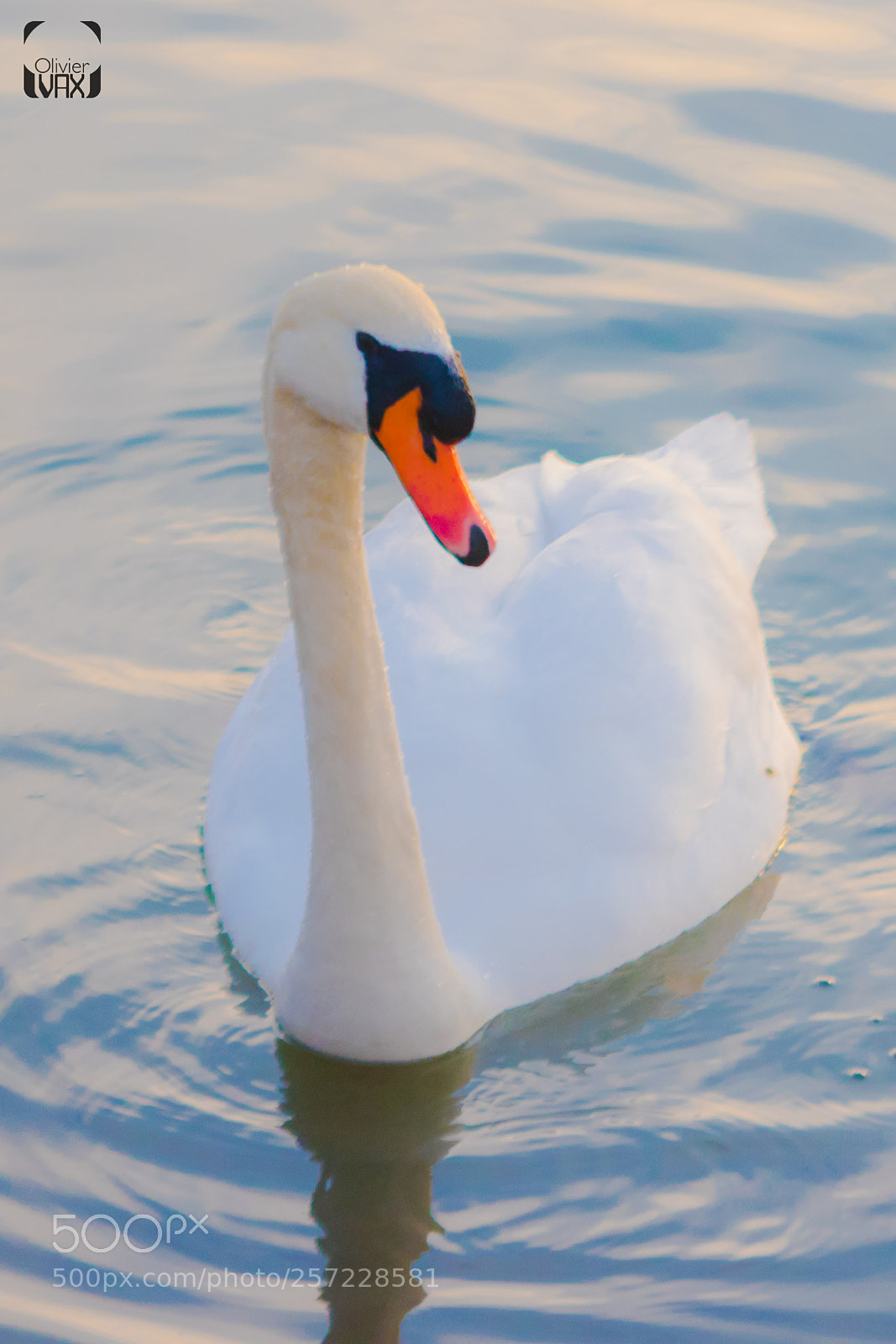 Canon EOS 7D Mark II sample photo. Animaux by olivier vax photography