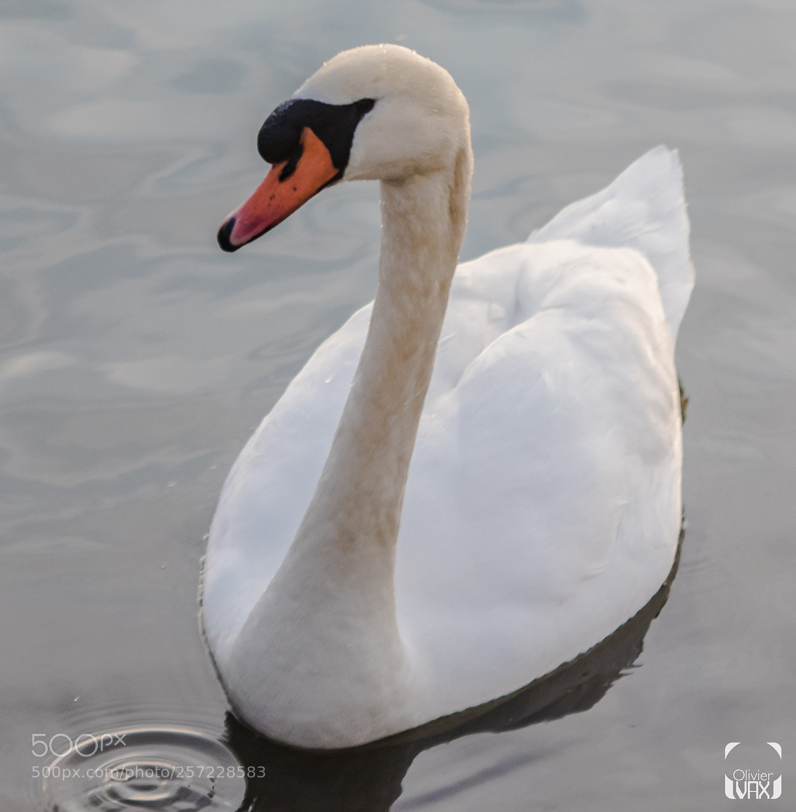 Canon EOS 7D Mark II sample photo. Animaux by olivier vax photography