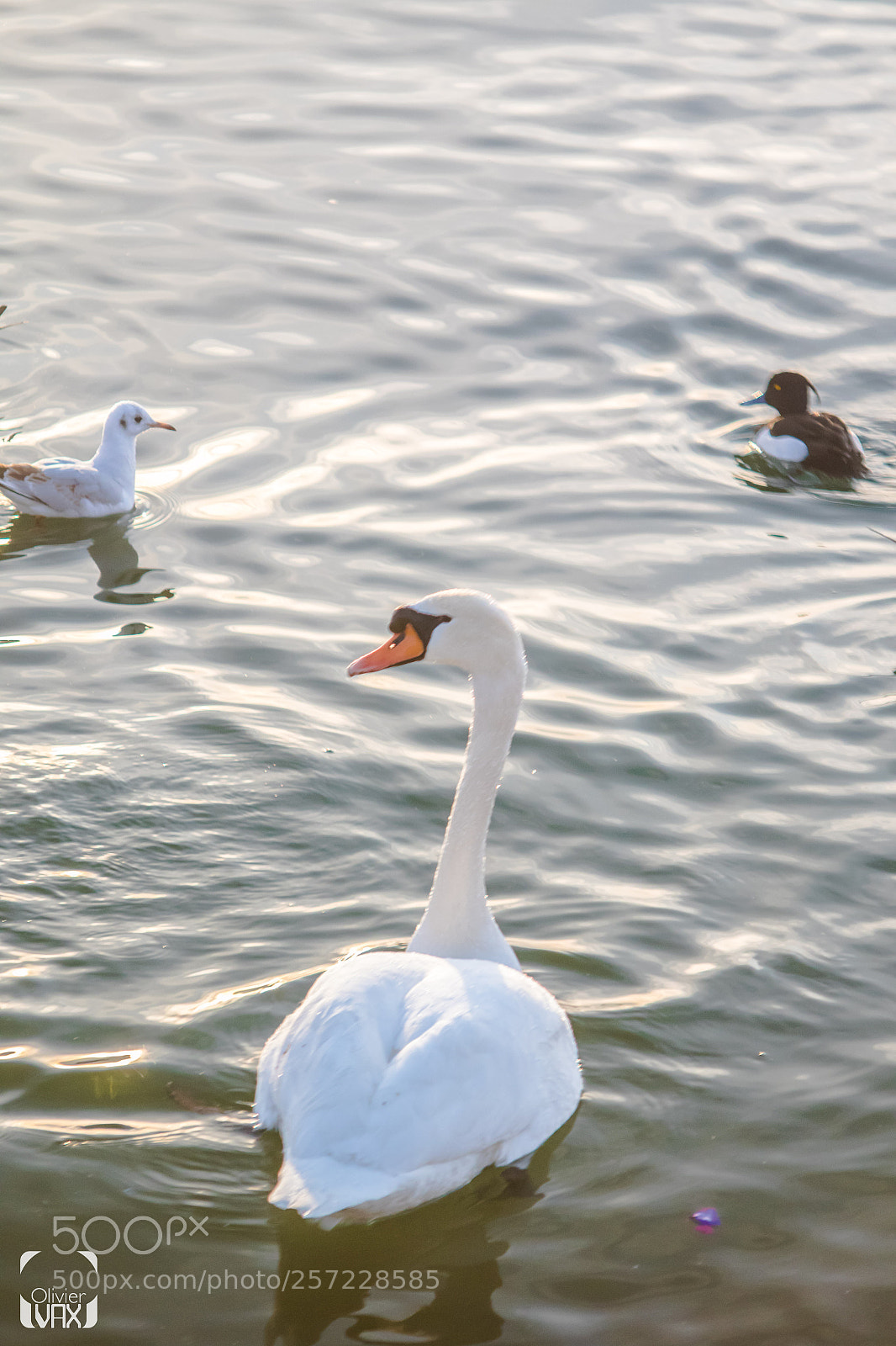 Canon EOS 7D Mark II sample photo. Animaux by olivier vax photography