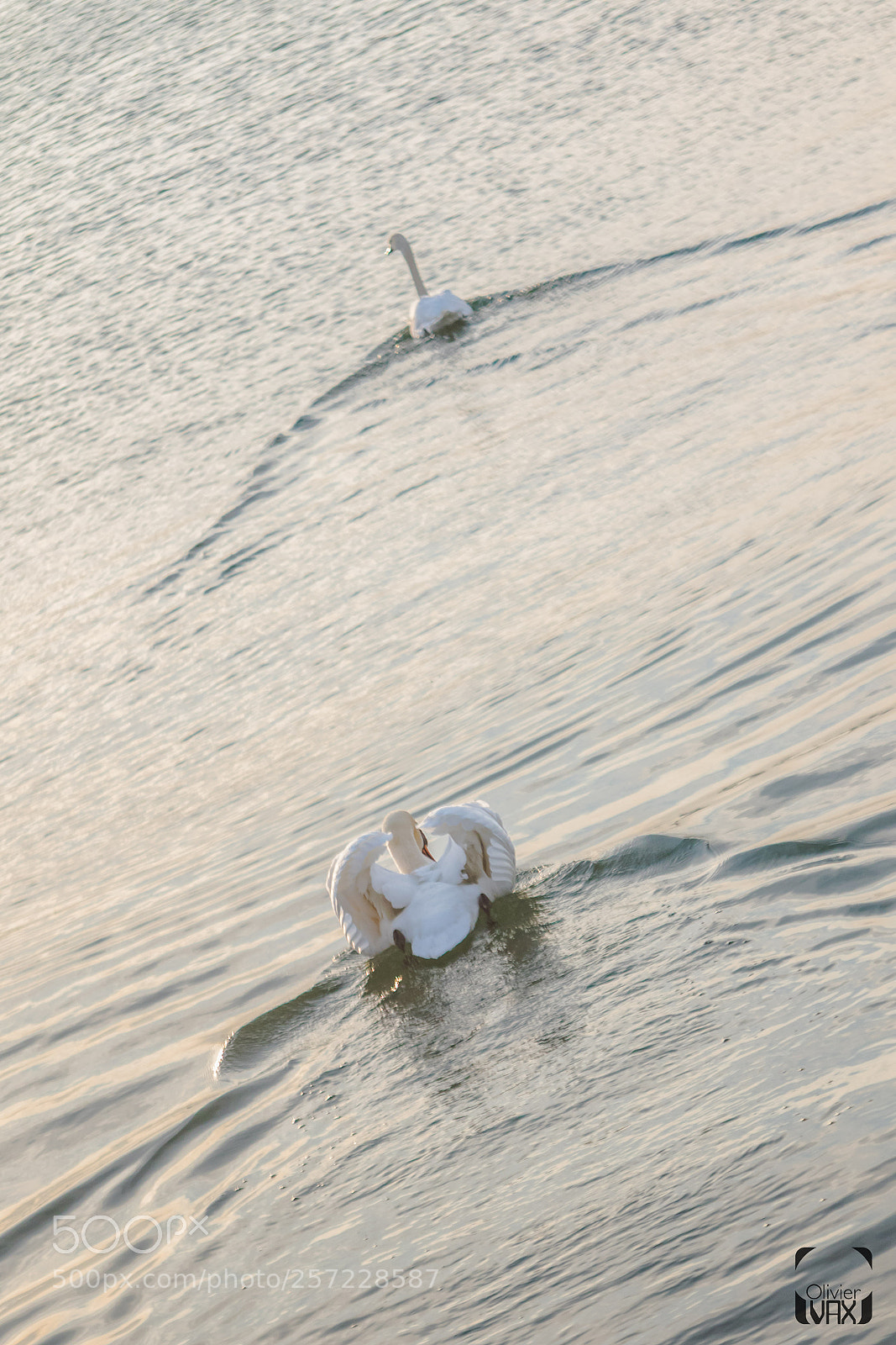 Canon EOS 7D Mark II sample photo. Animaux by olivier vax photography