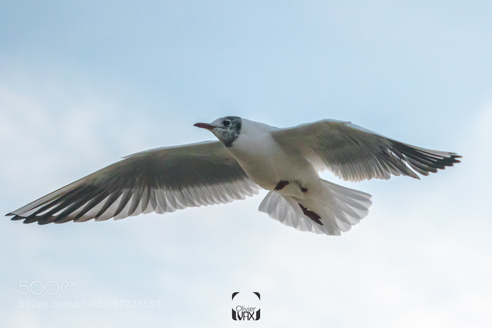 Canon EOS 7D Mark II sample photo. Animaux by olivier vax photography