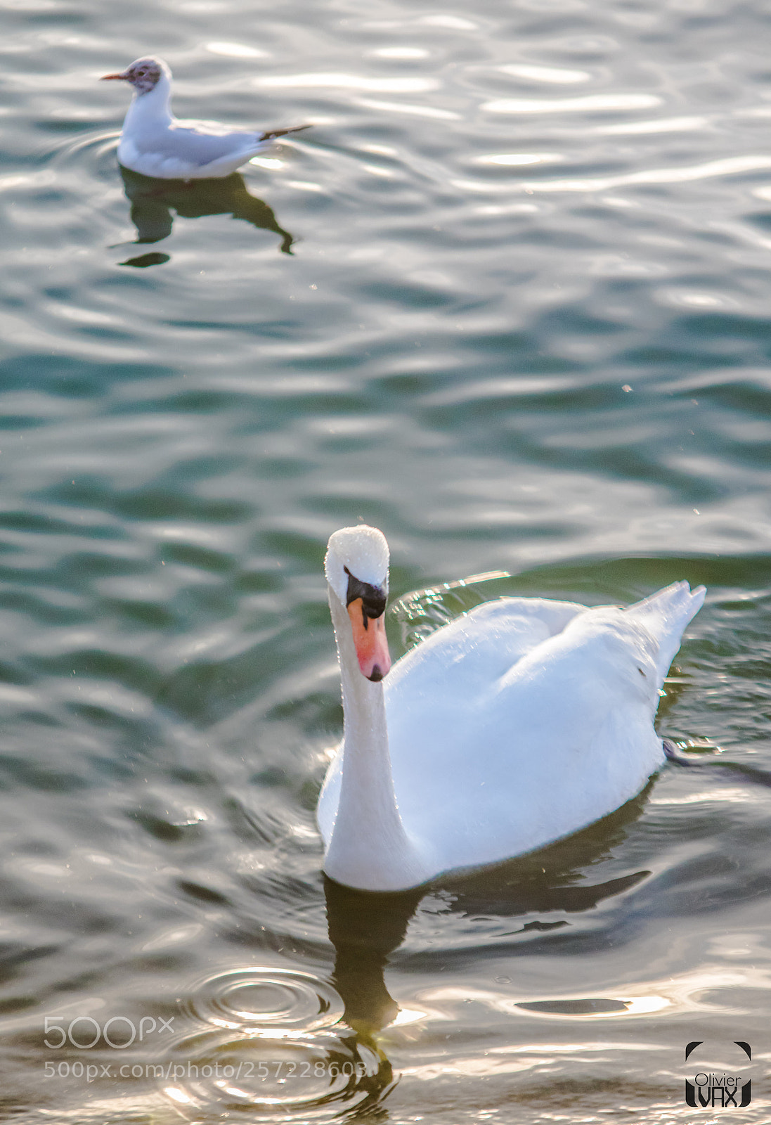 Canon EOS 7D Mark II sample photo. Animaux by olivier vax photography