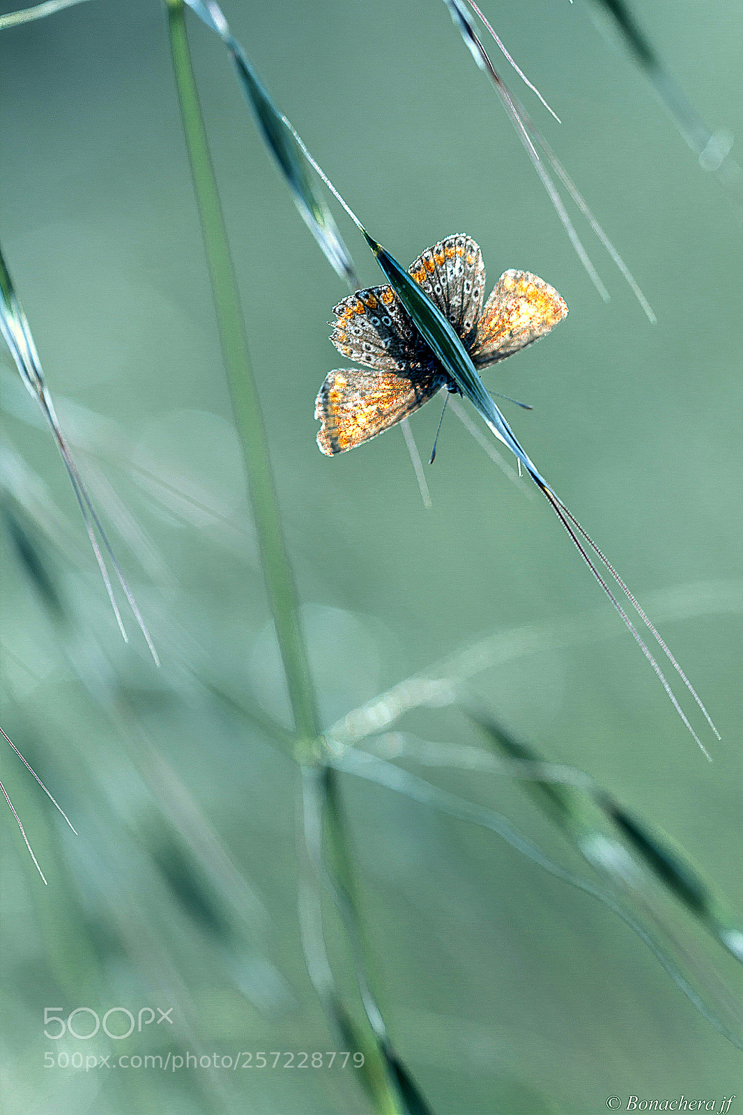 Canon EOS 7D sample photo. Il fait froid.... photography