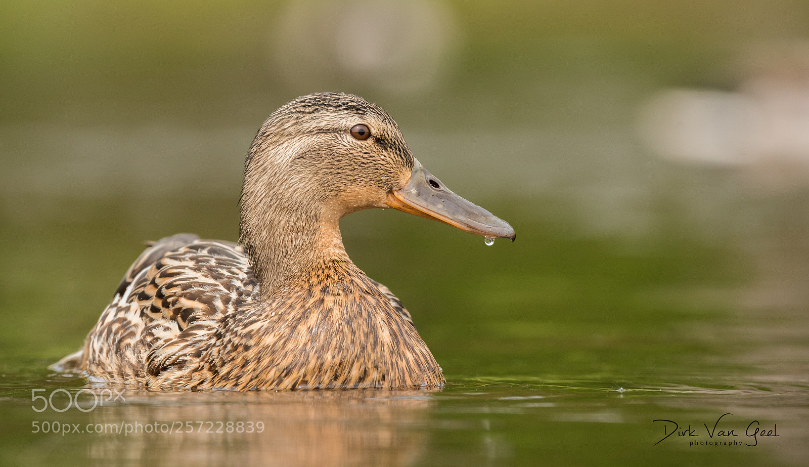 Nikon D750 sample photo. Duck series - 2 photography