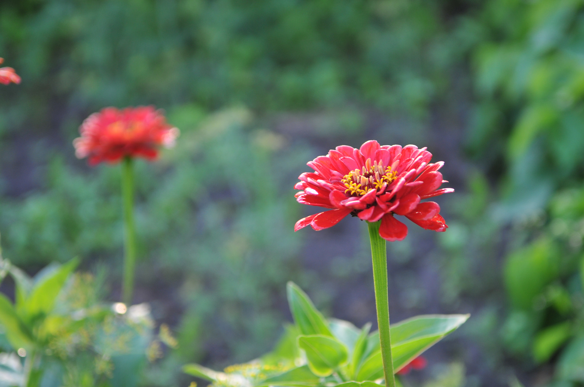 Nikon D300S sample photo. Dsc photography