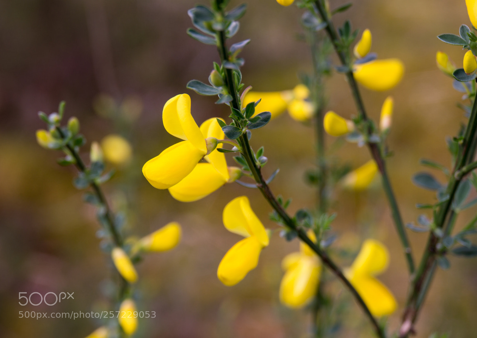 Sony a6000 sample photo. Yellow life photography