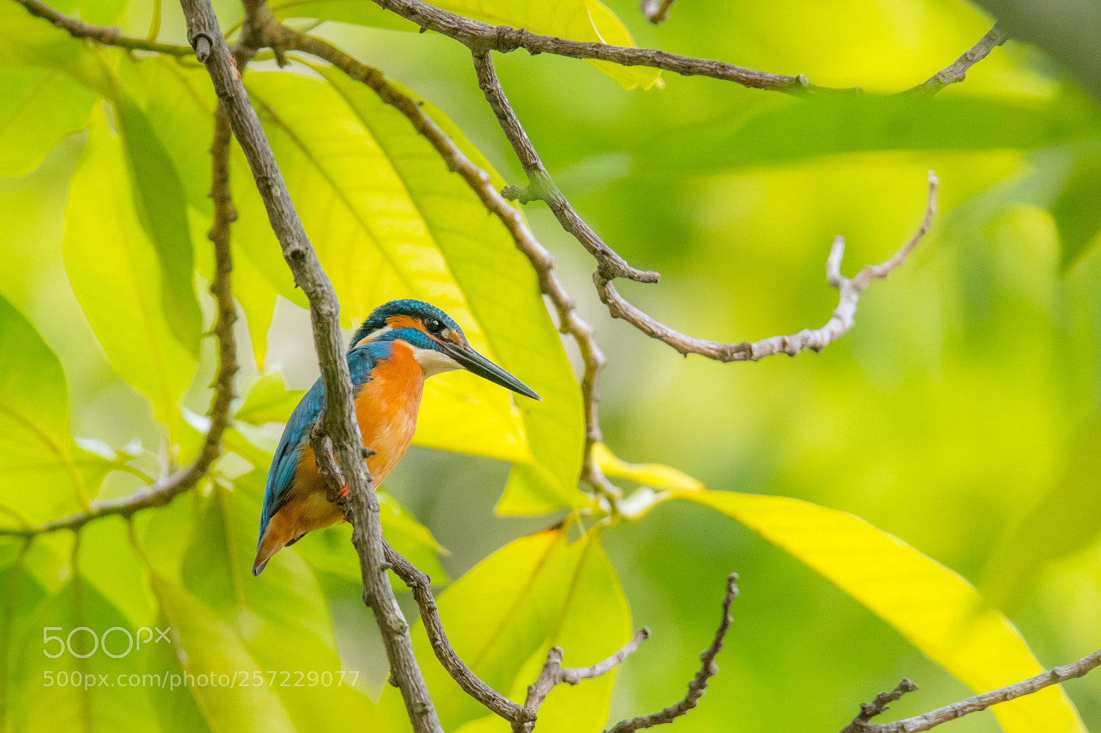 Nikon D500 sample photo. Common kingfisher photography