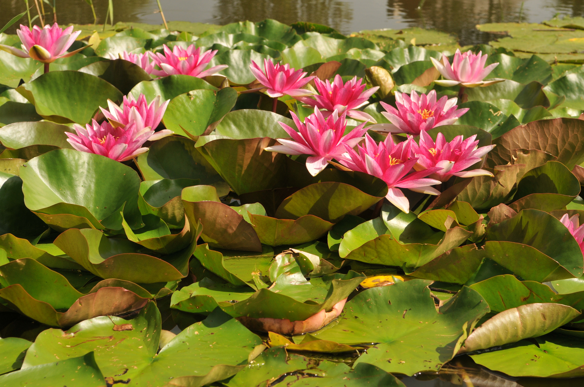 Nikon D300S sample photo. Dsc photography