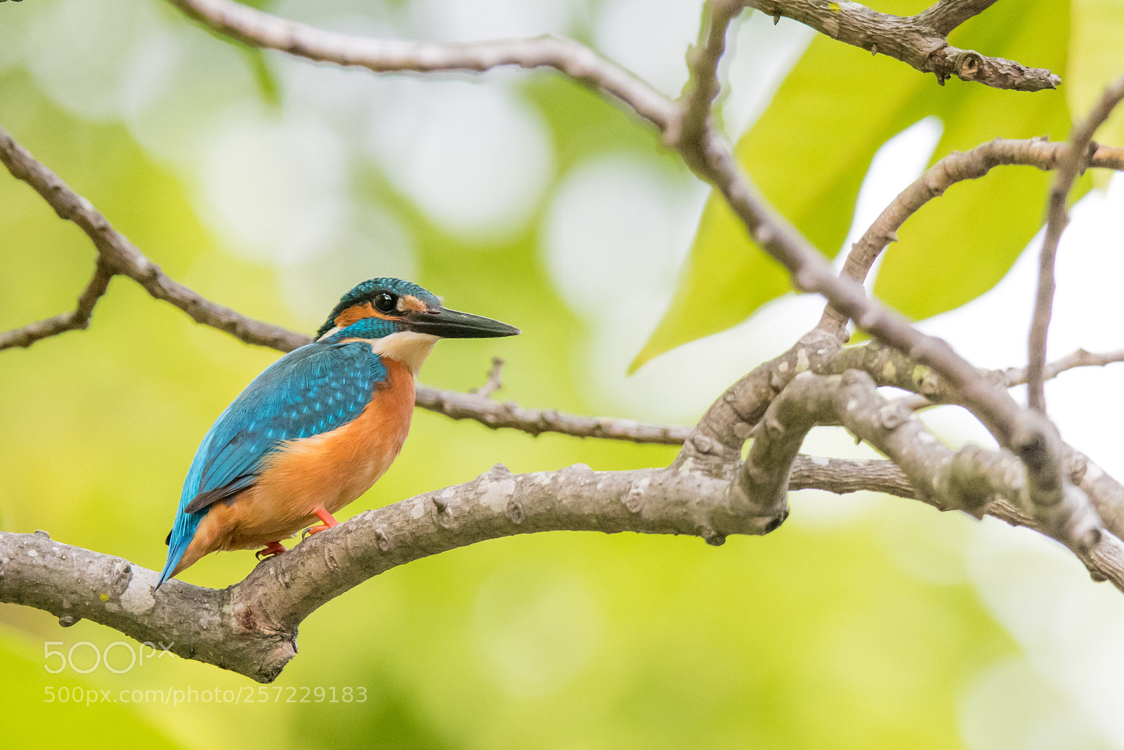 Nikon D500 sample photo. Common kingfisher photography