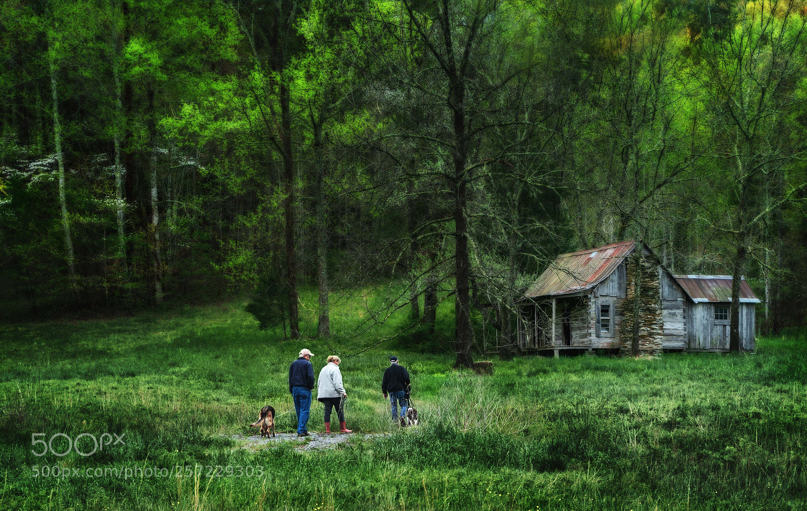 Sony a6300 sample photo. Tennessee spring... photography
