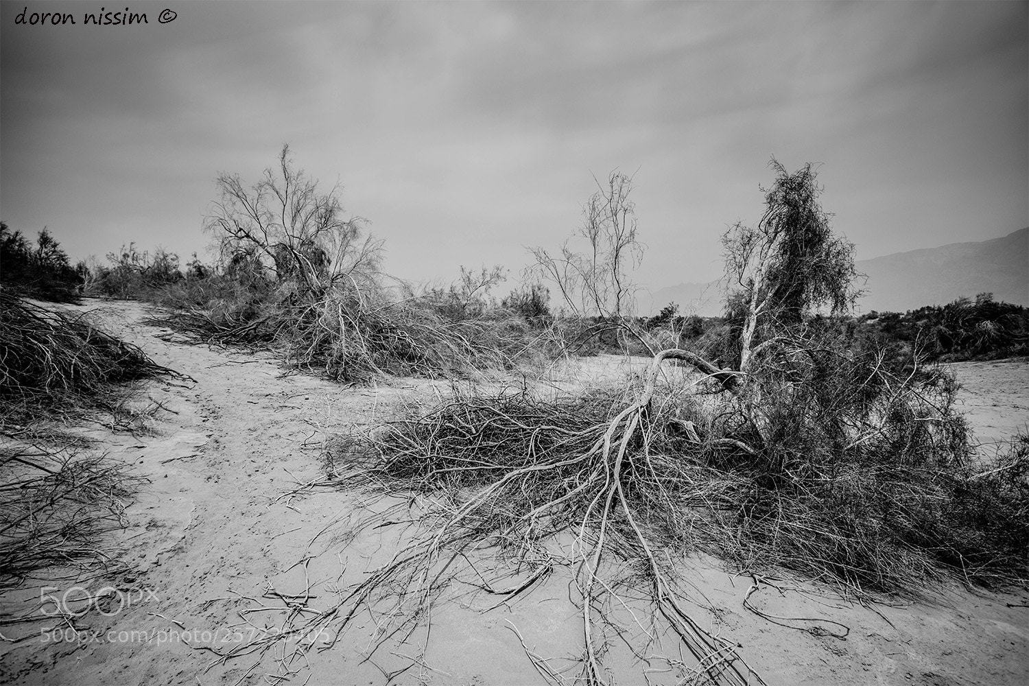 Canon EOS 5D Mark IV sample photo. Dead trees photography
