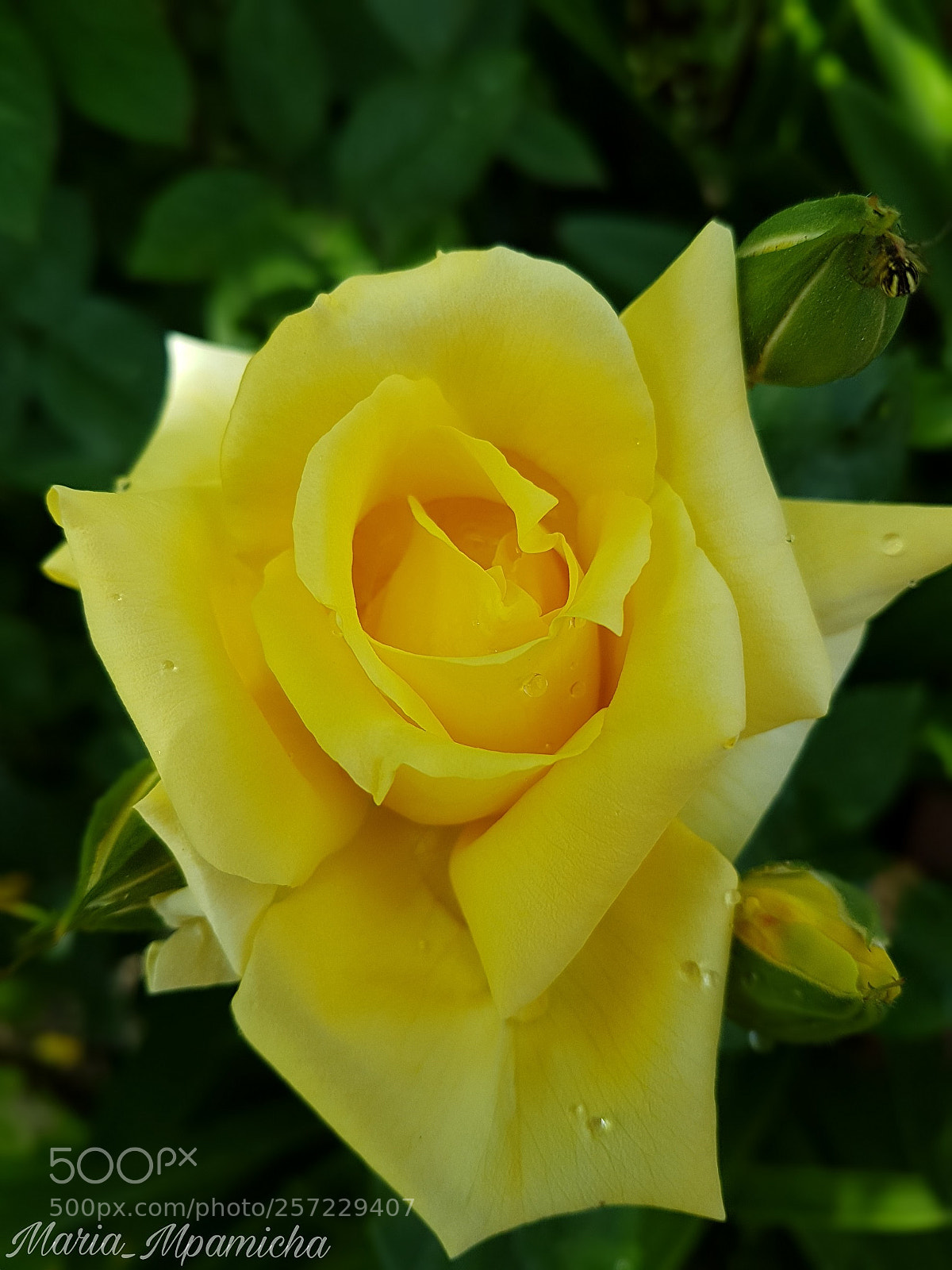 Samsung Galaxy S7 Edge sample photo. Yellow rose photography