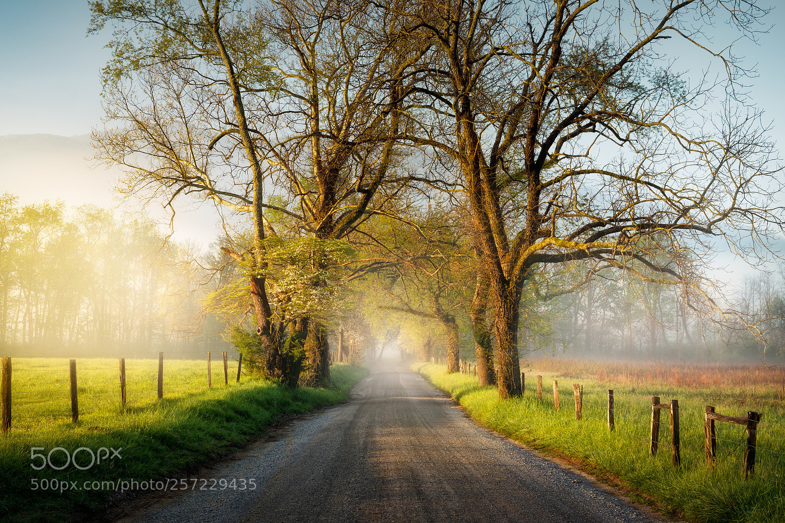 Sony a7R II sample photo. Morning mist in cades photography