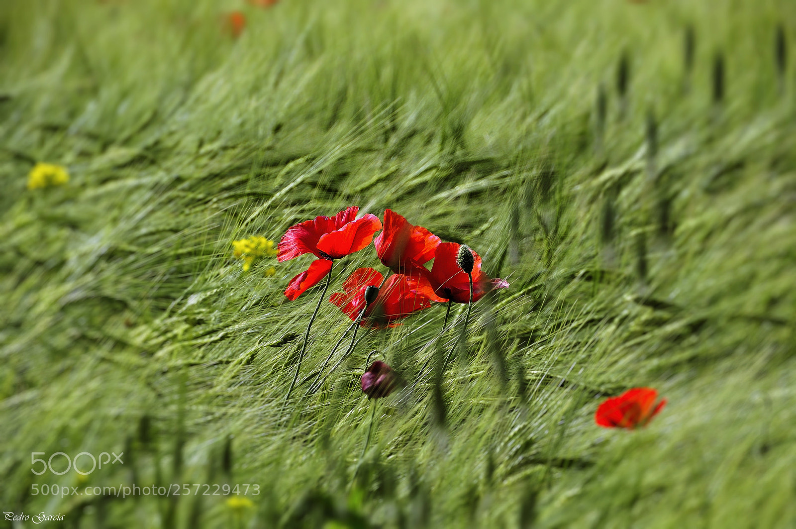 Nikon D90 sample photo. Red flowers photography